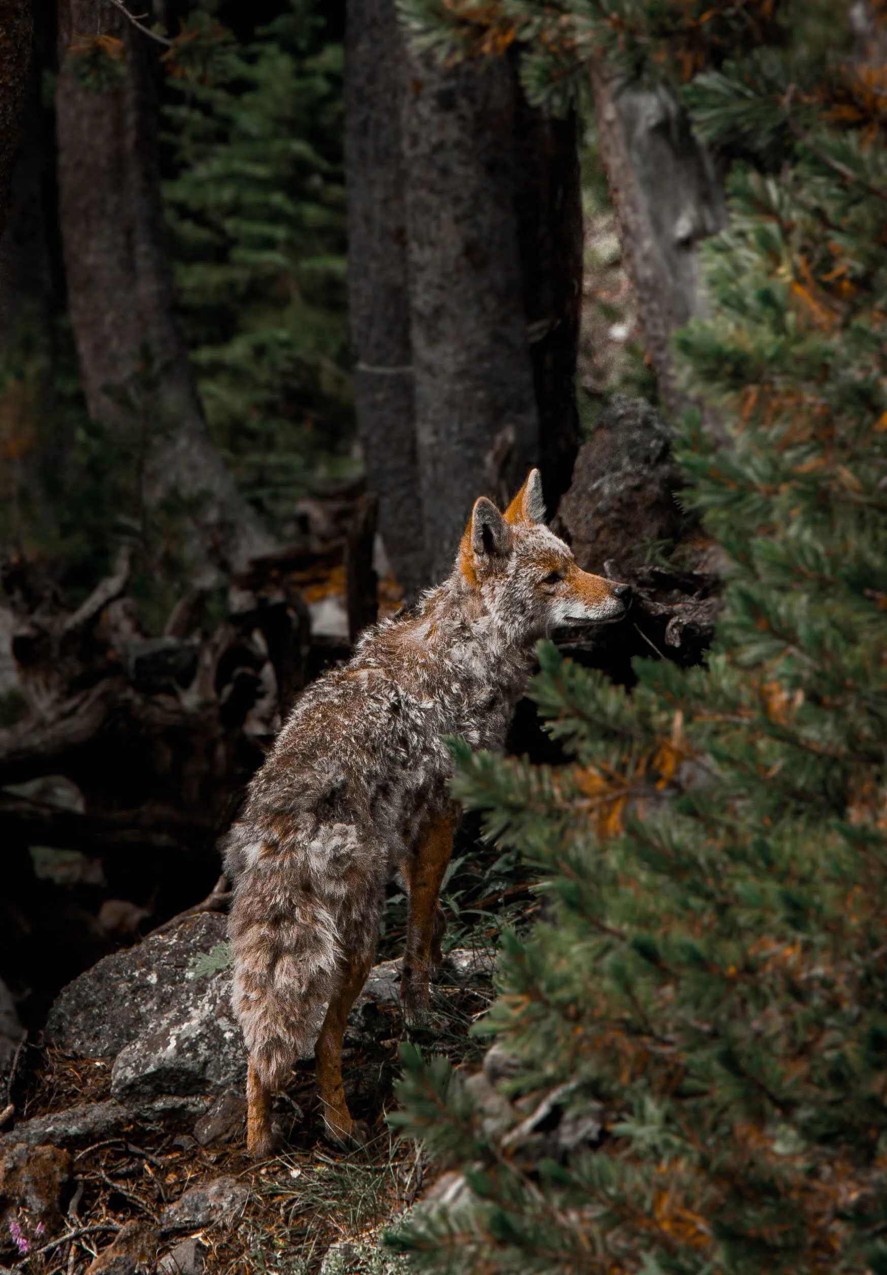 Coyote at Yellowstone National Park