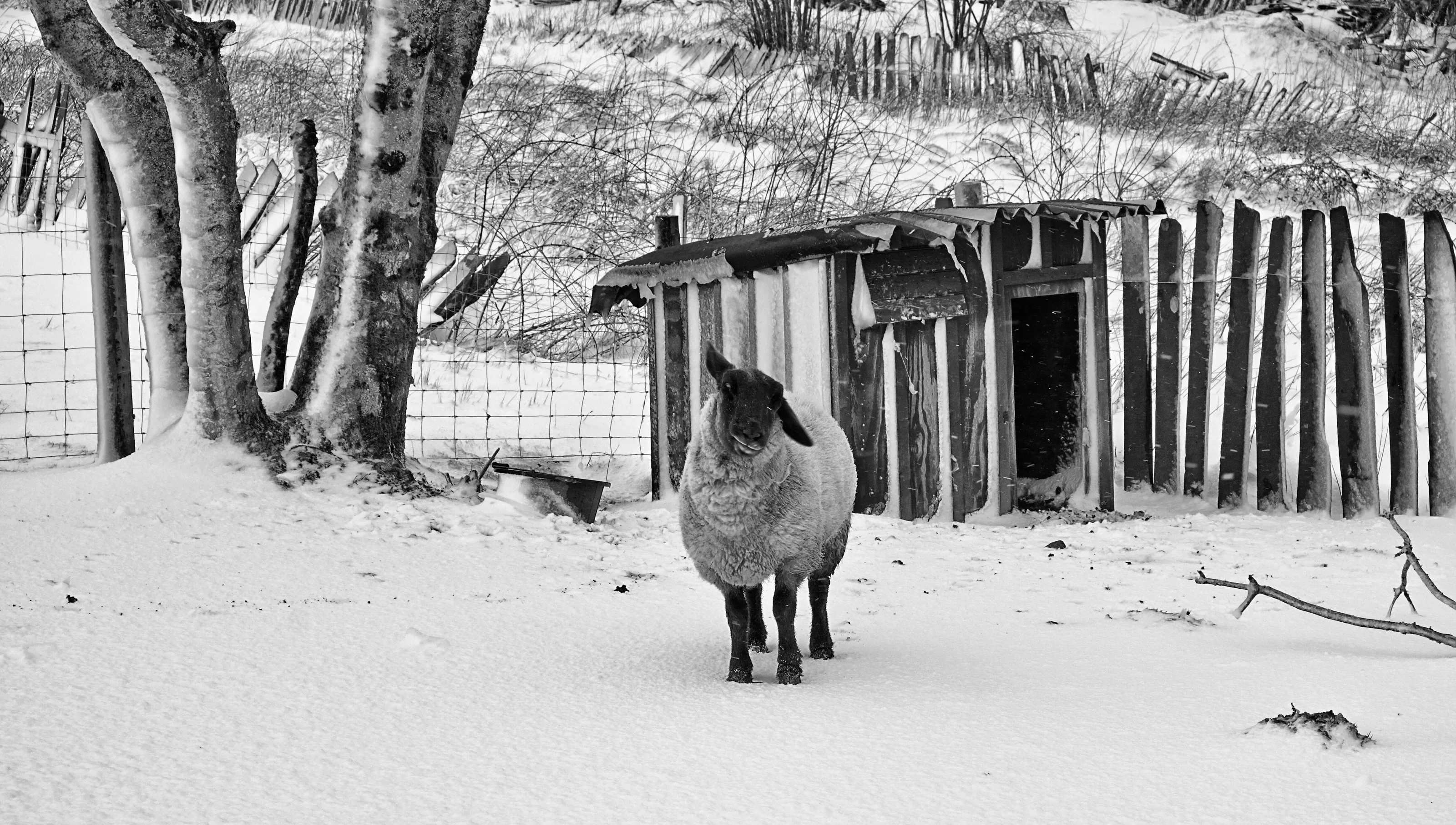cockeared sheep