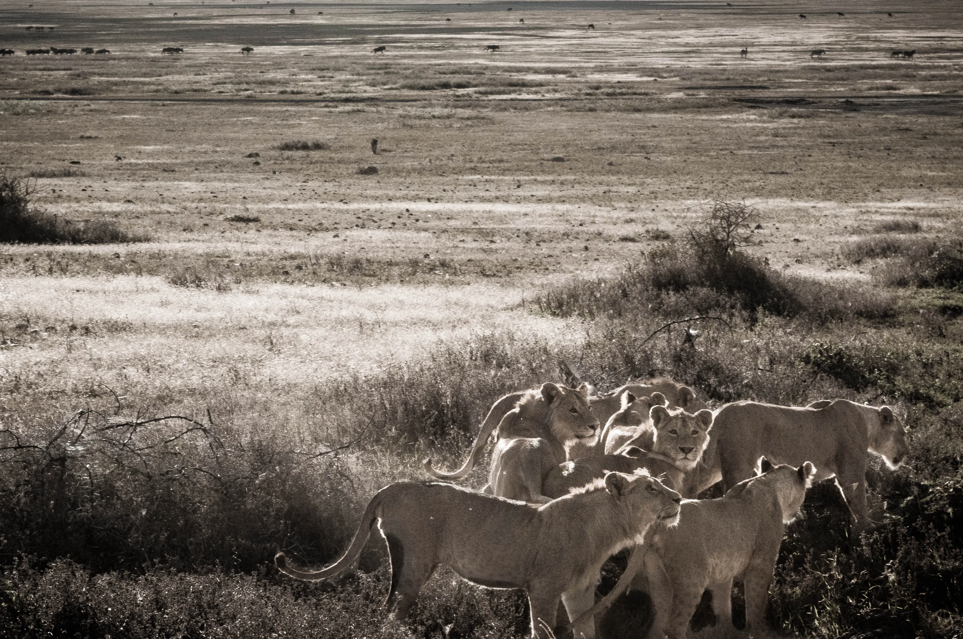 Lions den