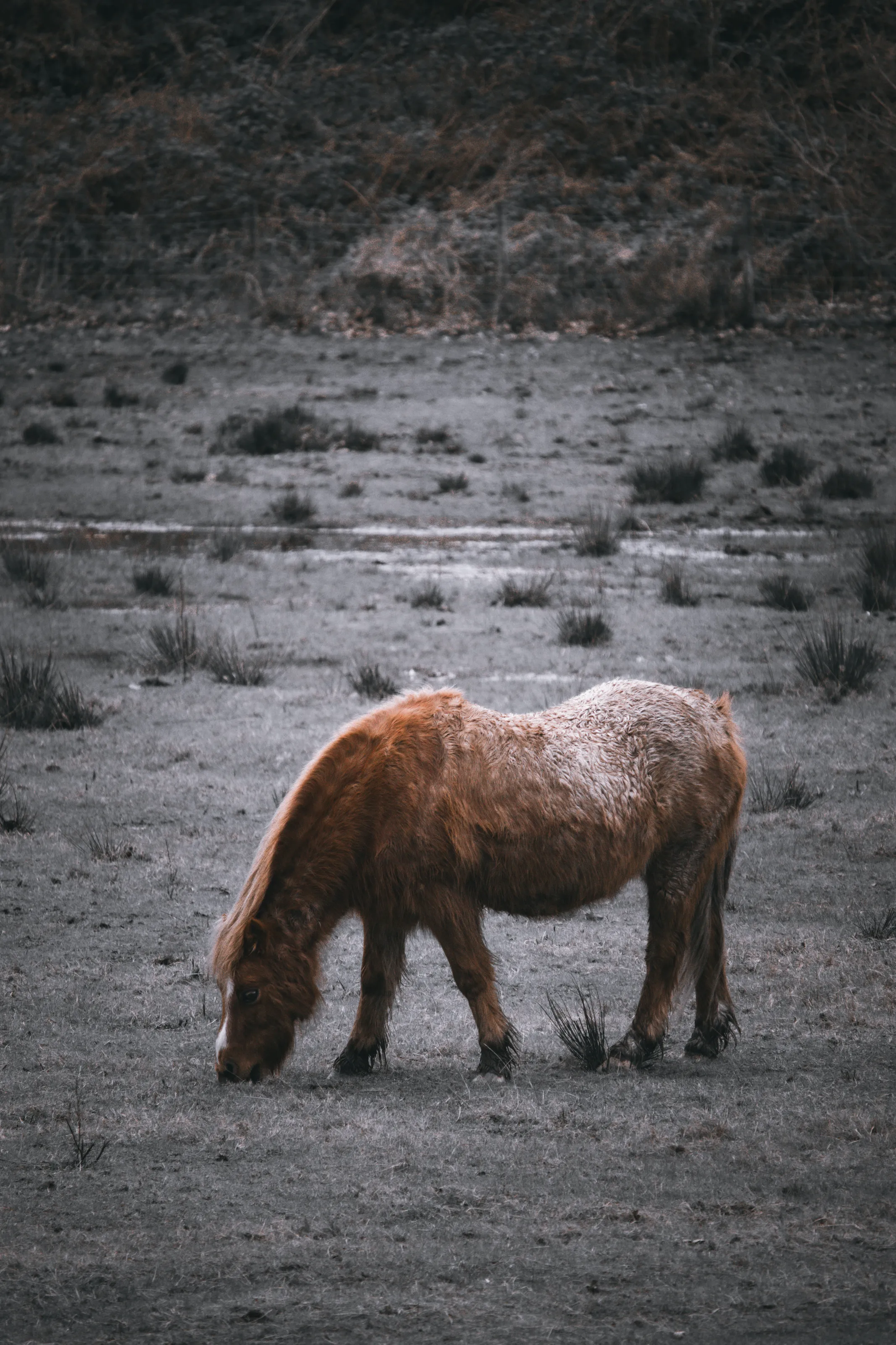 The Lonely Pony