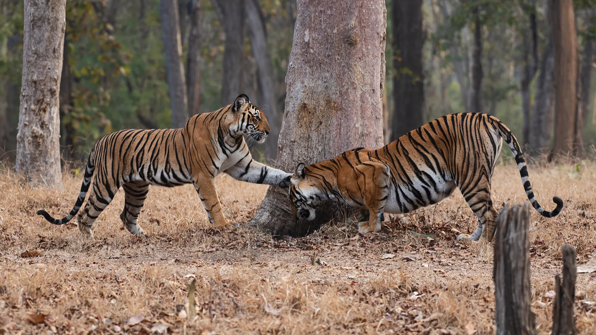 A cute cub pesters a busy mother