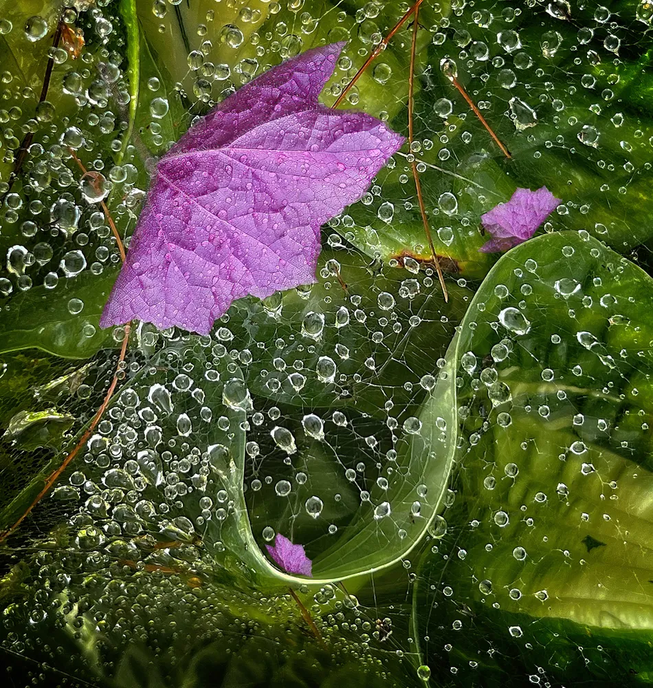 Spider web with Purple Leaves