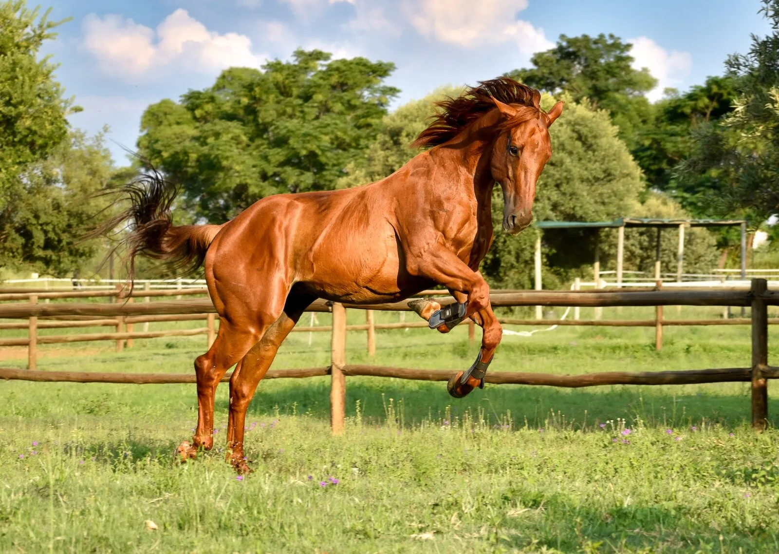 Horses being Horses