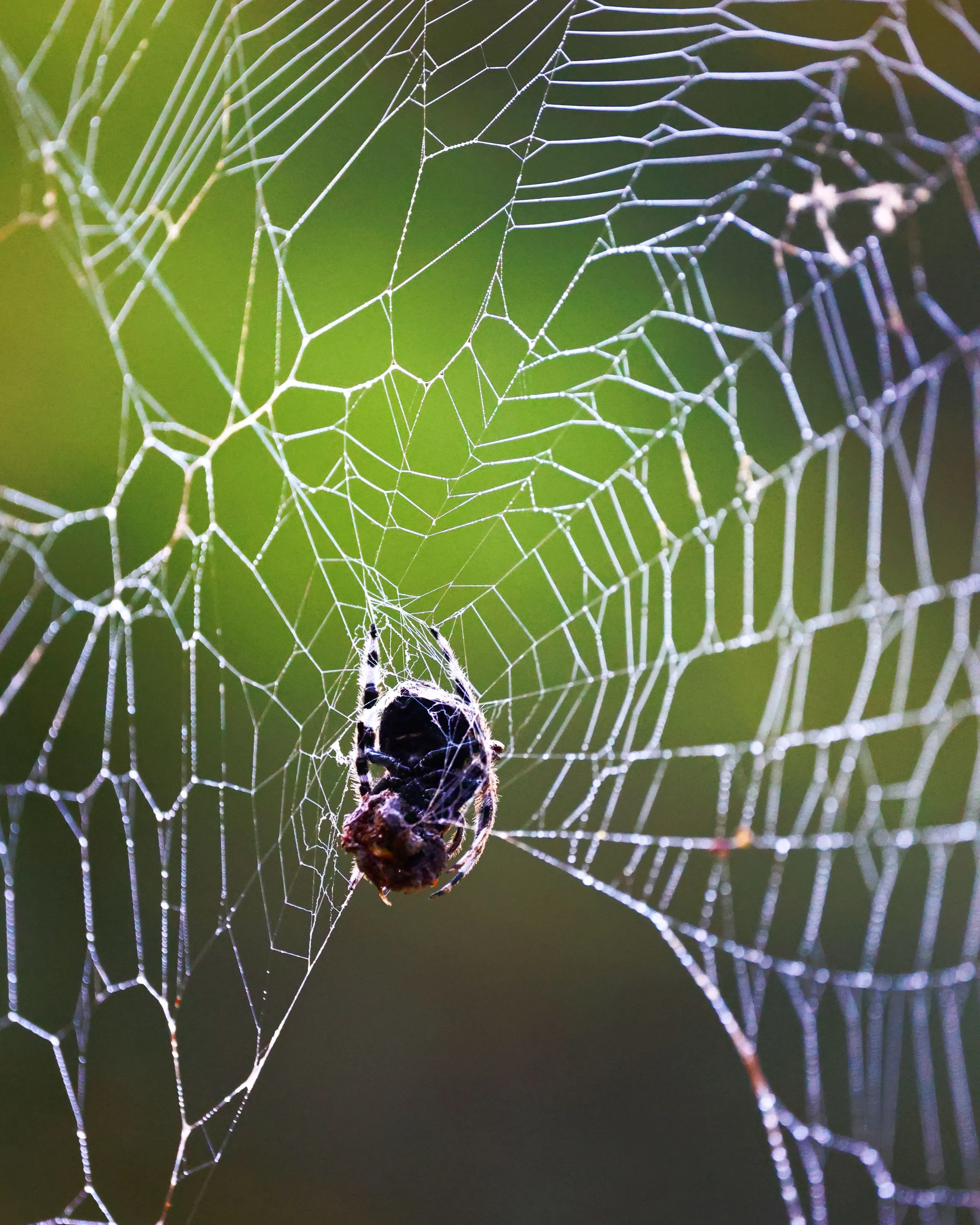 Spider Cobwebs