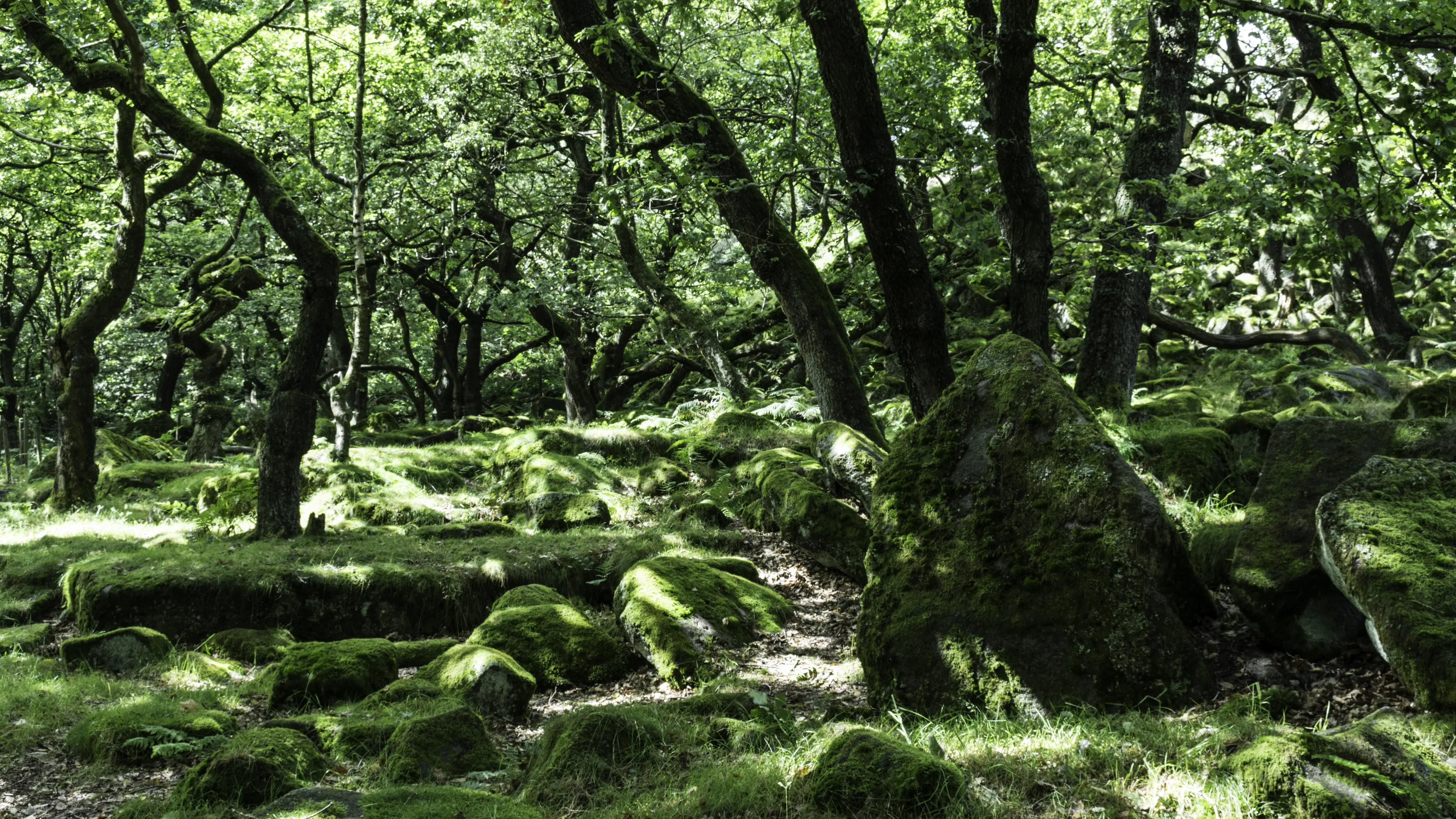Forest