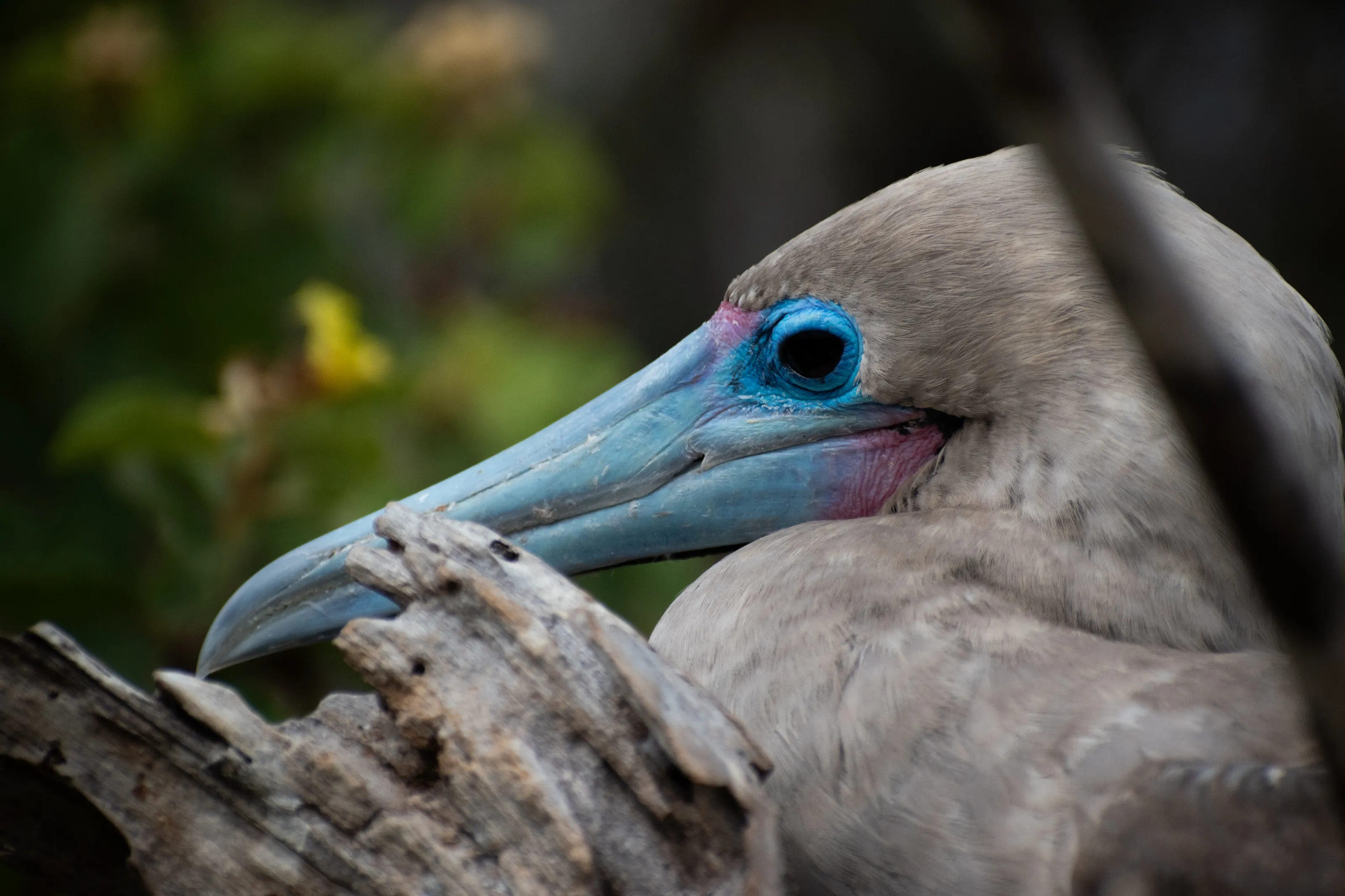 Shy Red-footed Booby