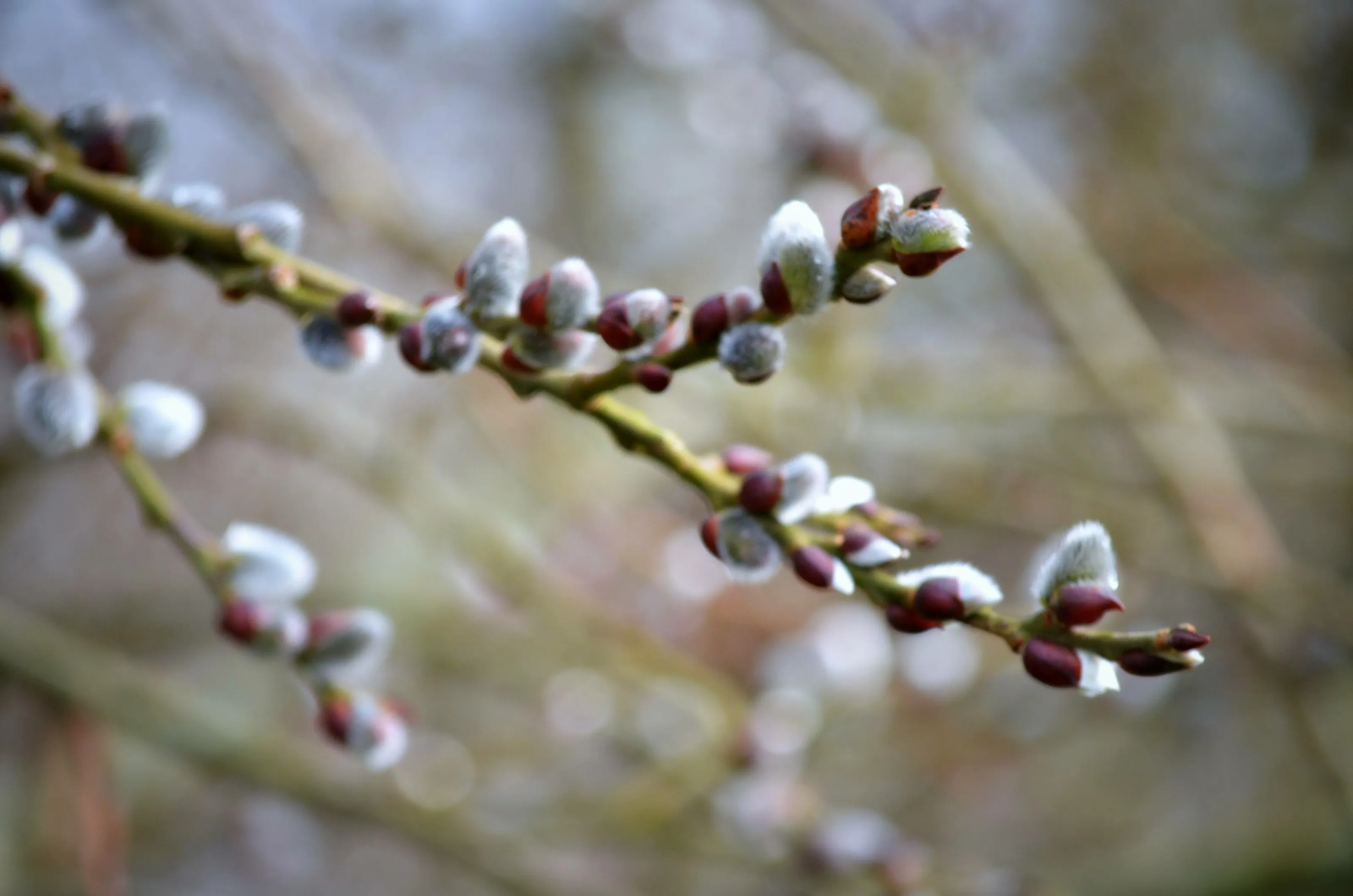 Pussy Willow