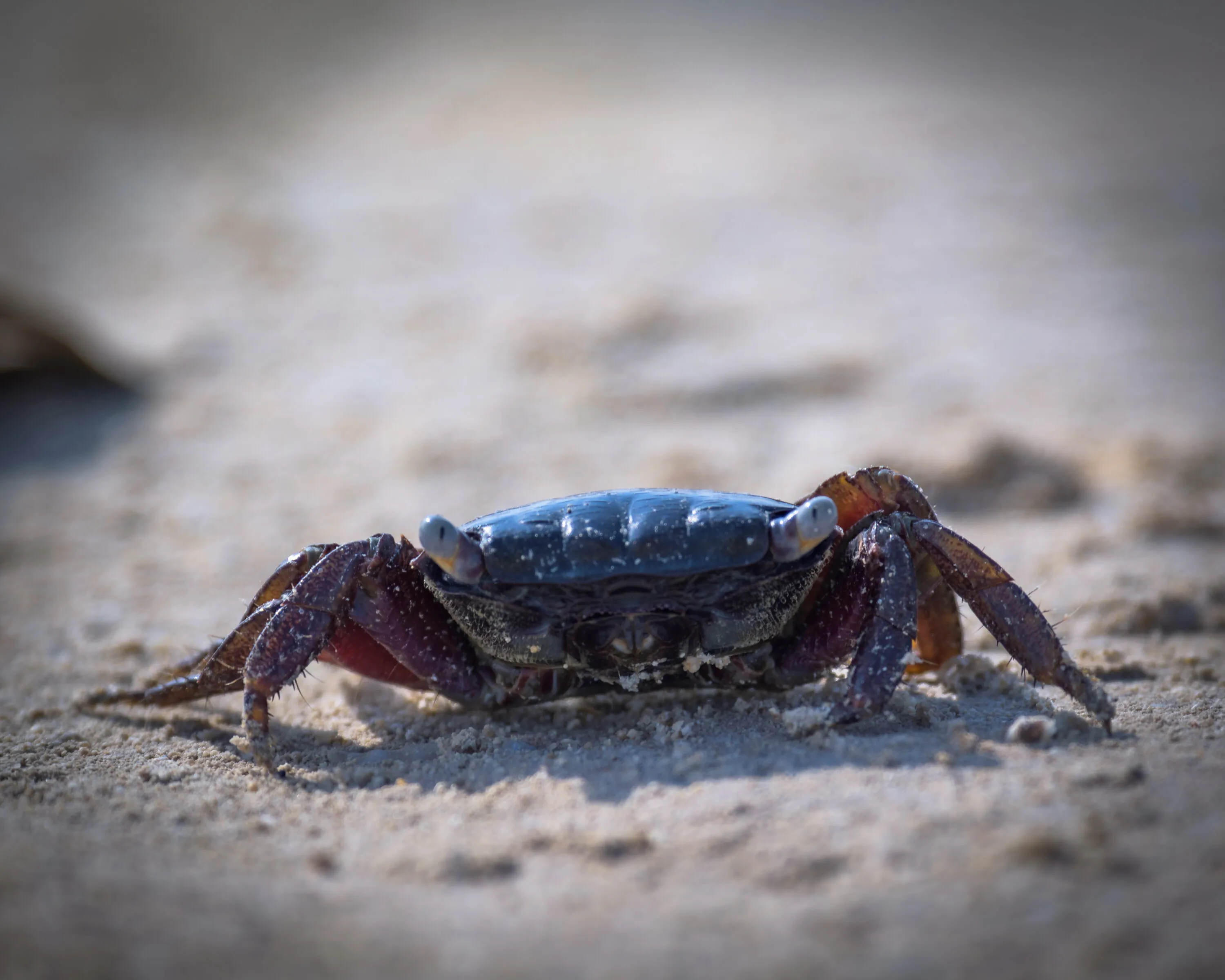 Crab
