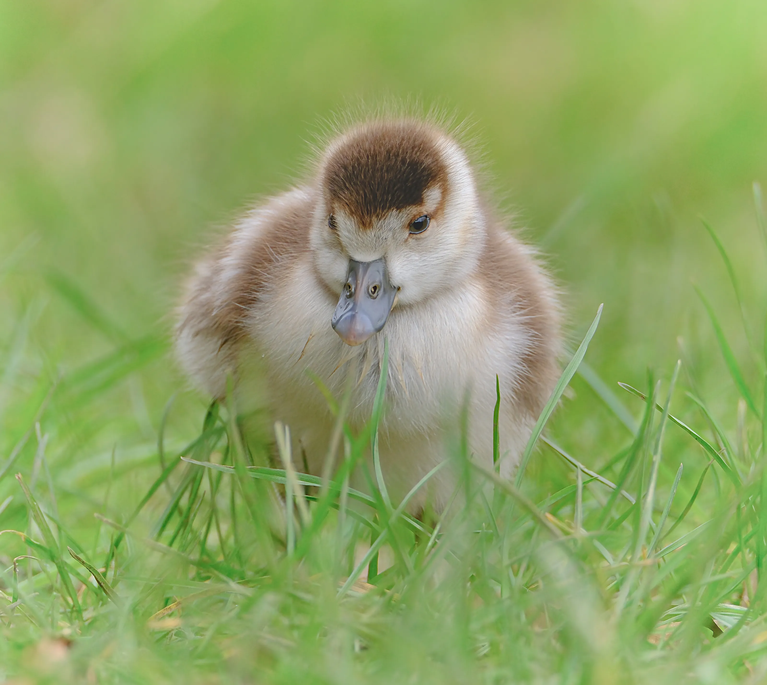 Egyptian Gosling
