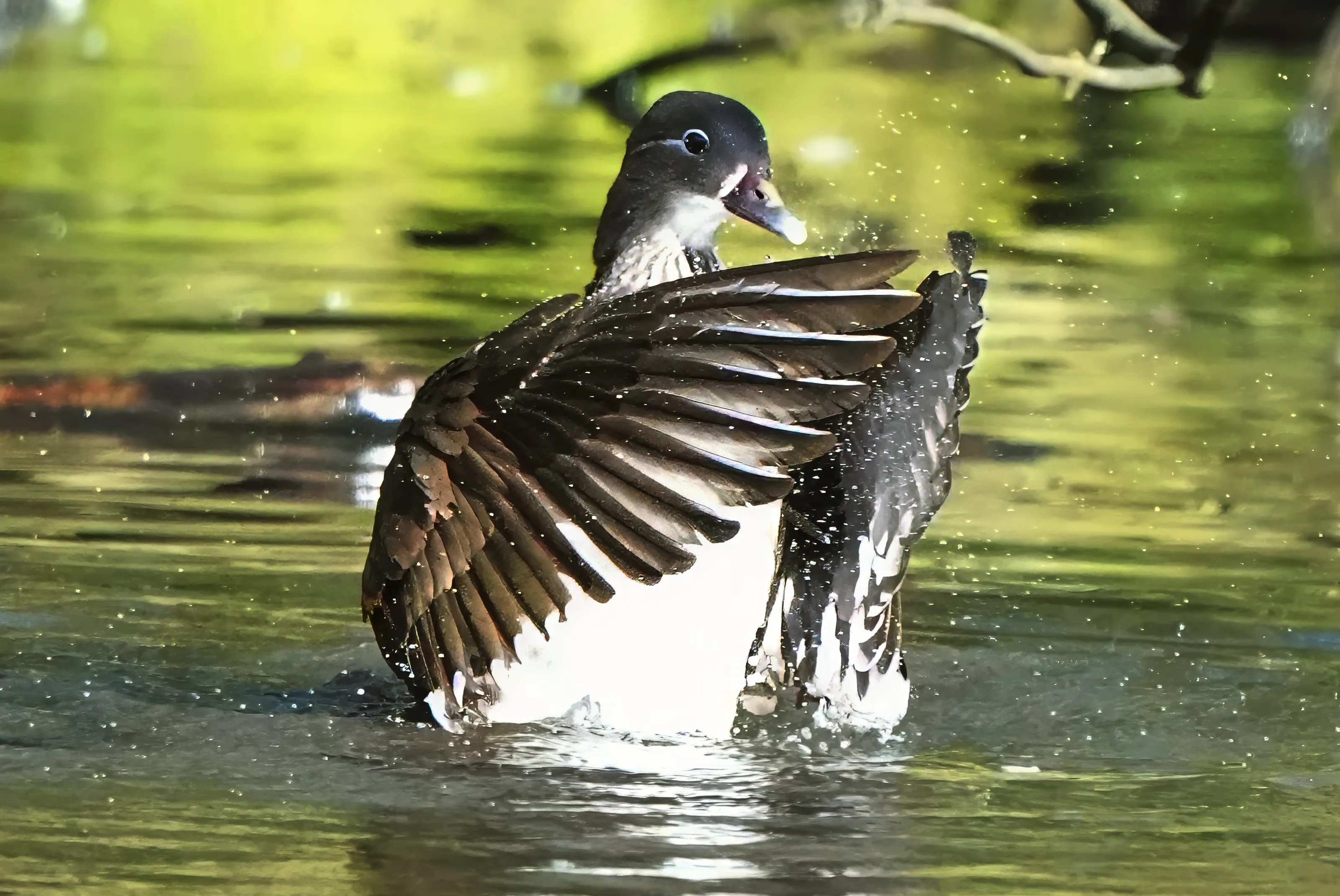 On a wing and a prayer
