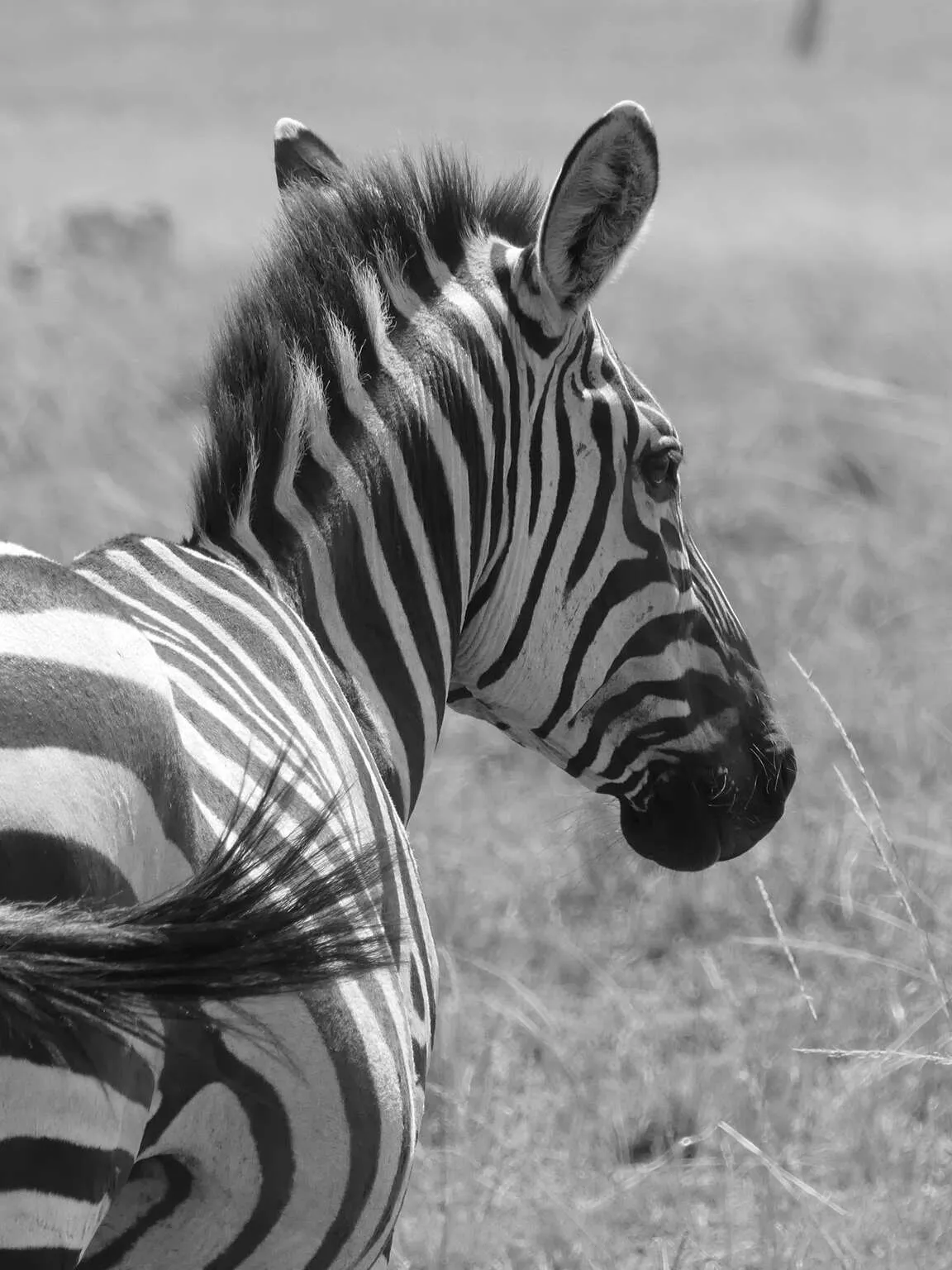 Zebra