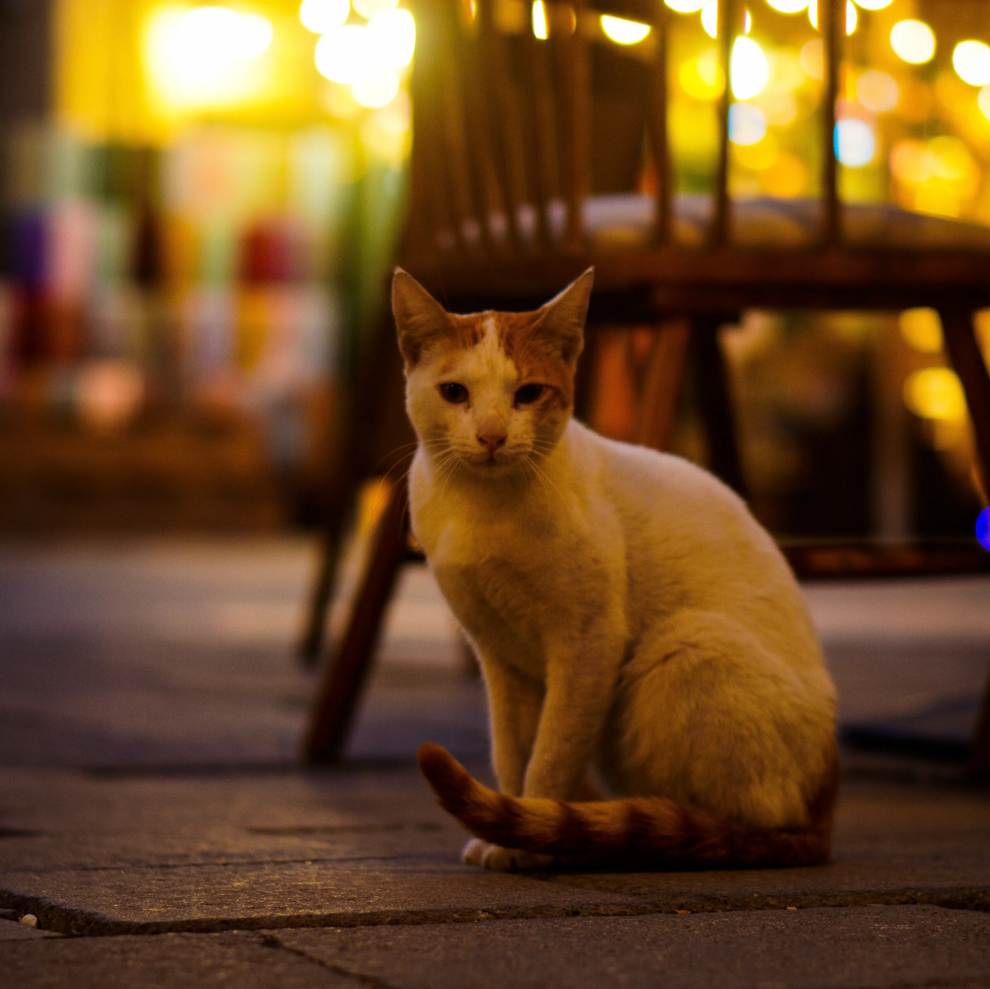 street cat