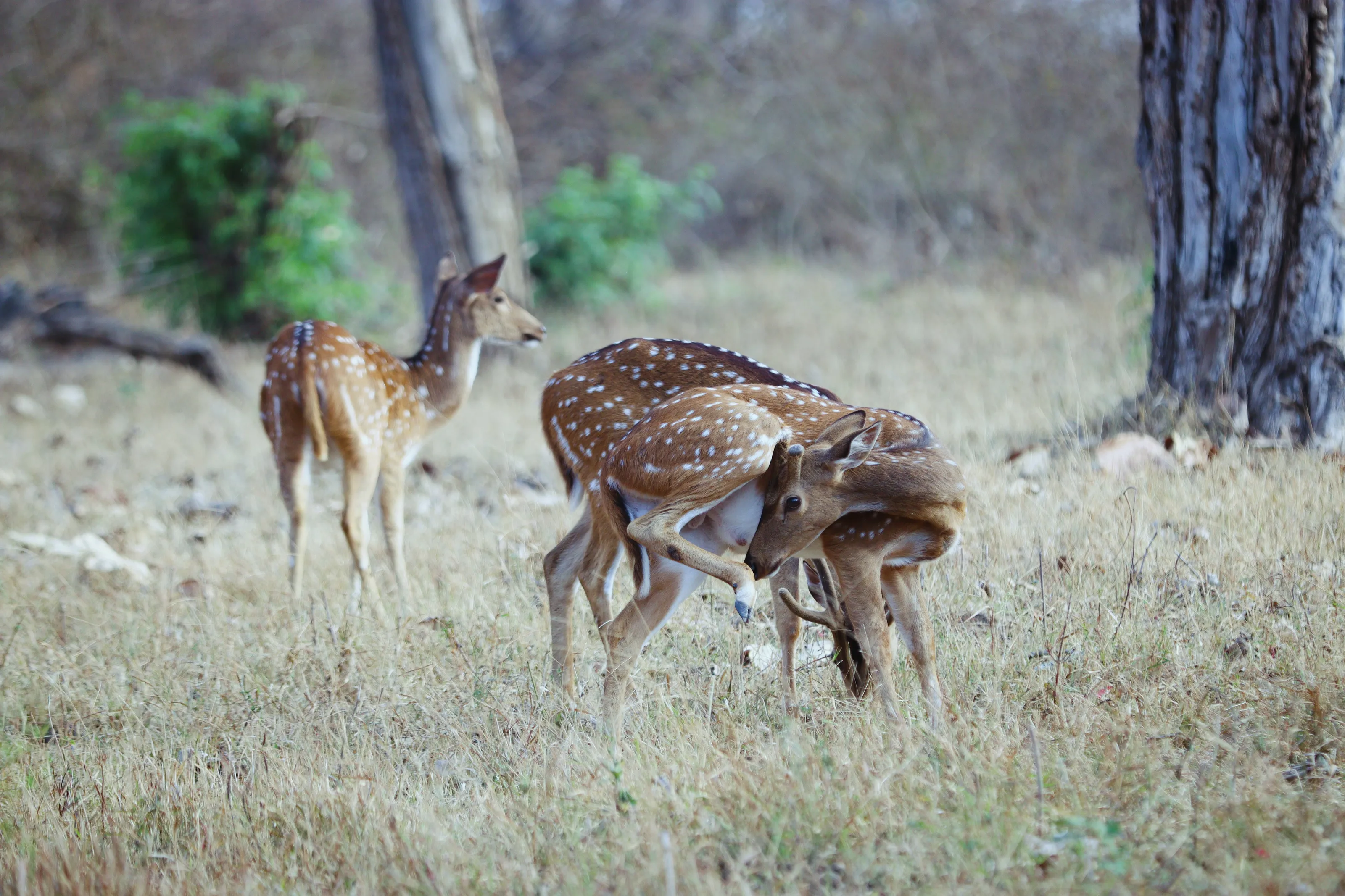 A young deer is standing in the grass photo