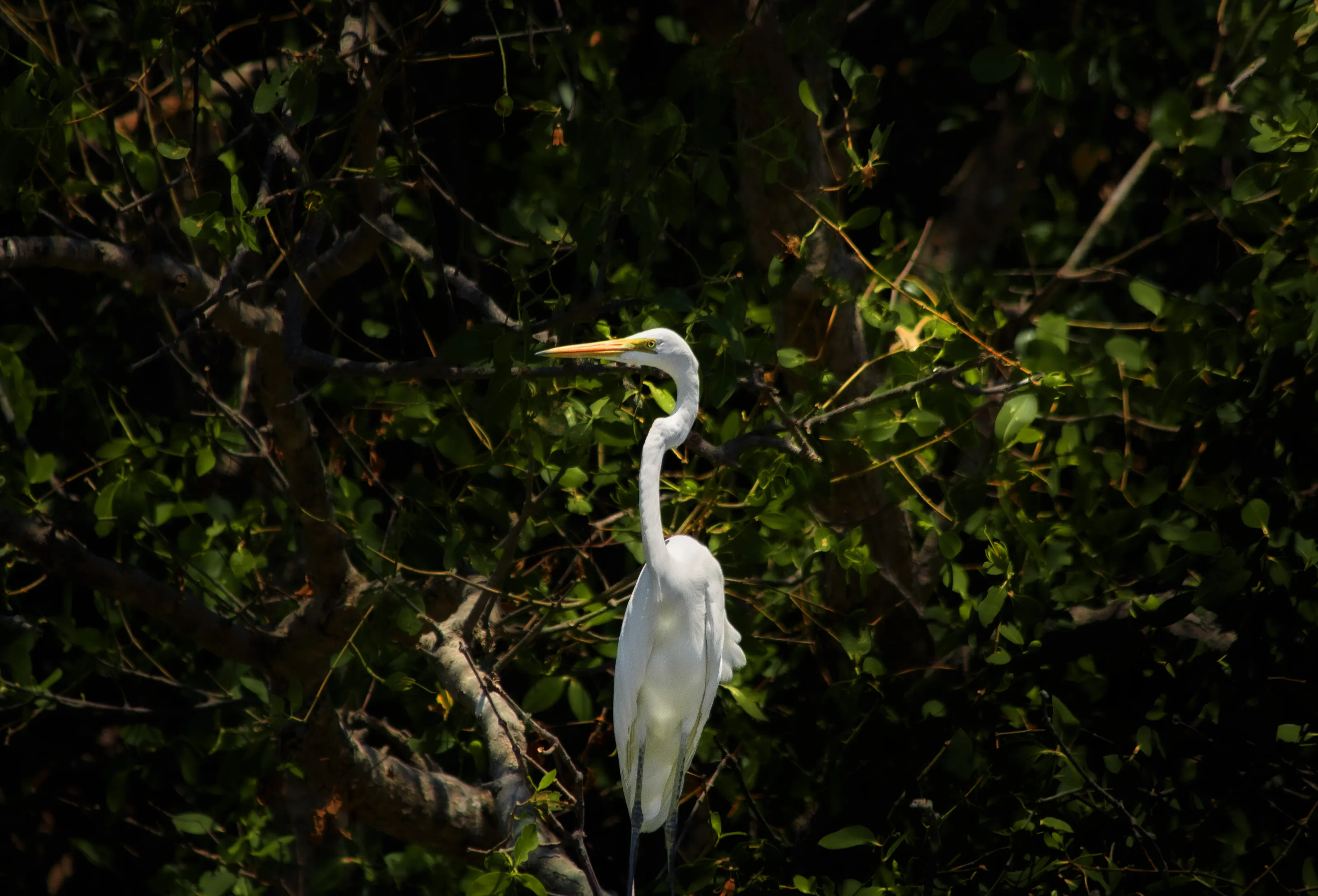 Stand Great Egret in Forest