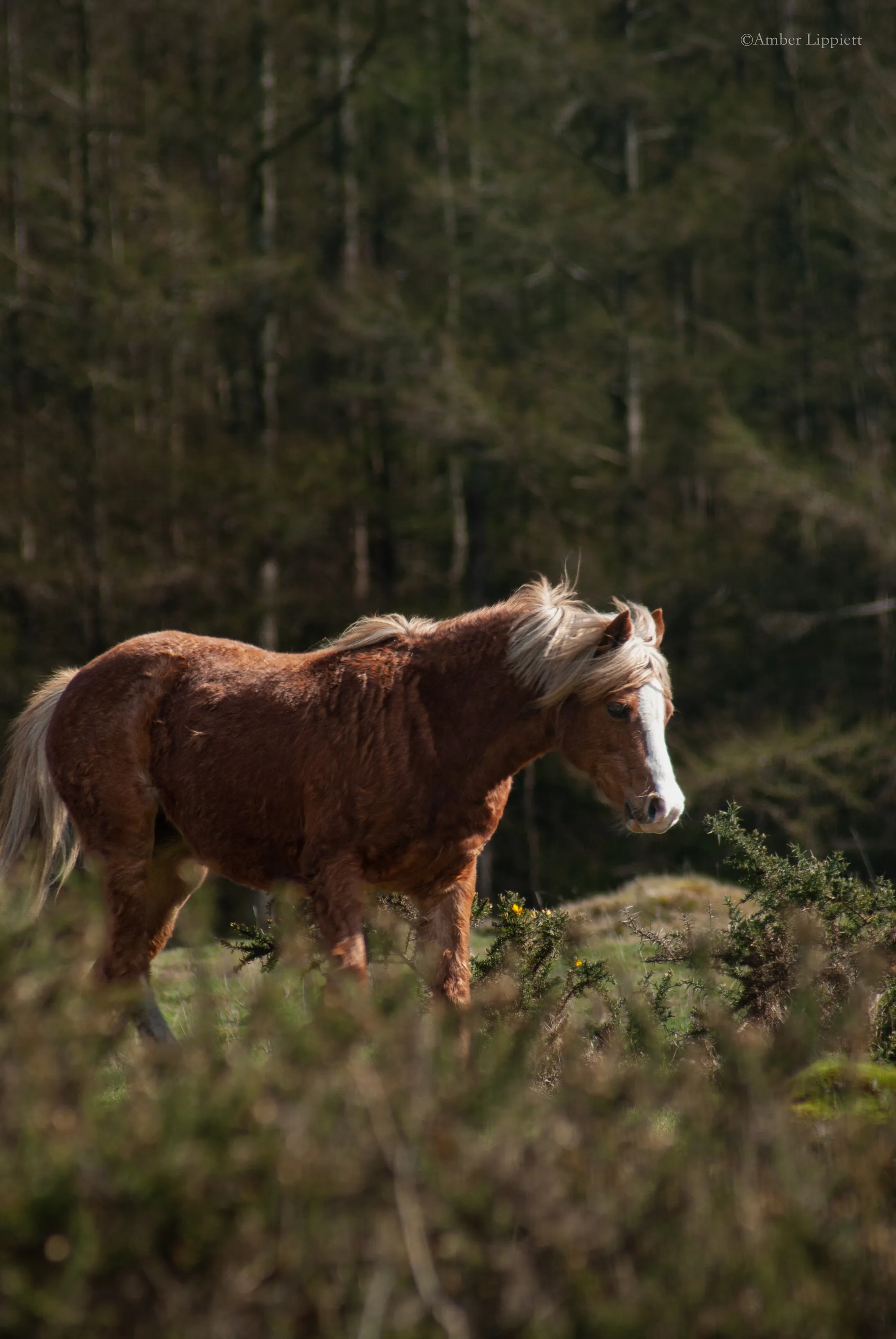Horse