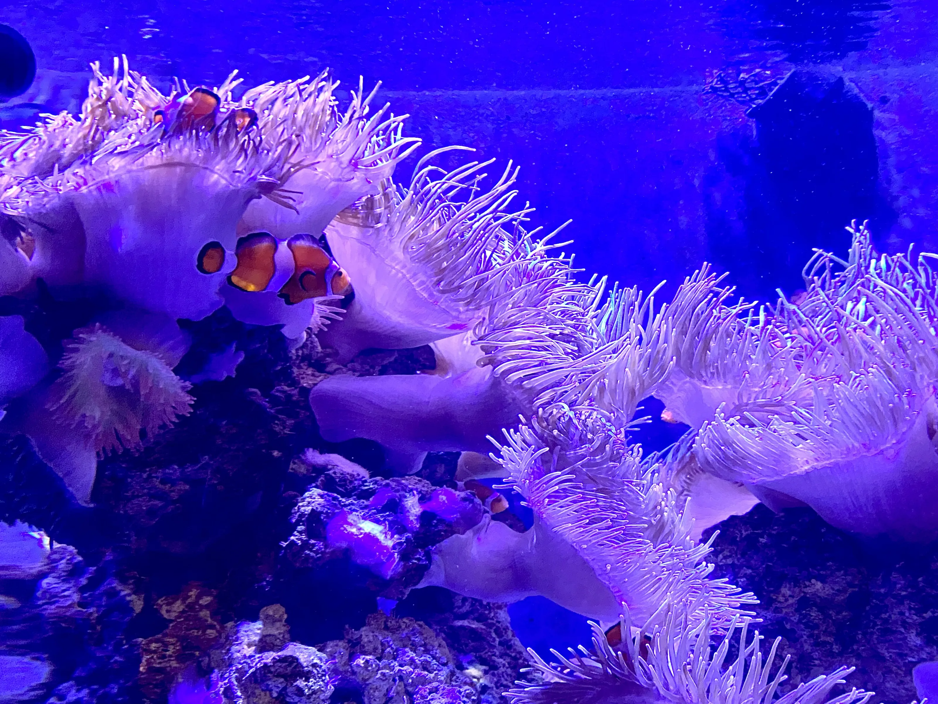 Nemo At Rest