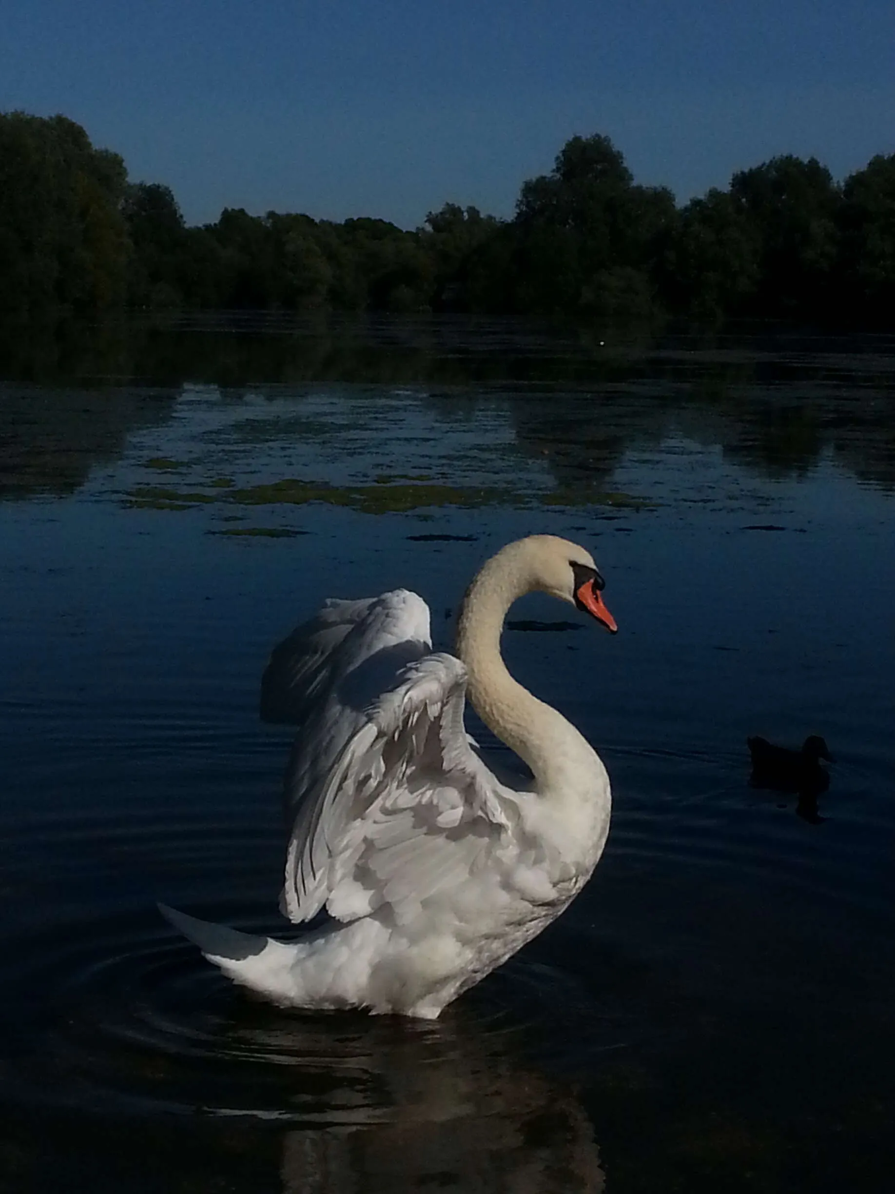 The Swan