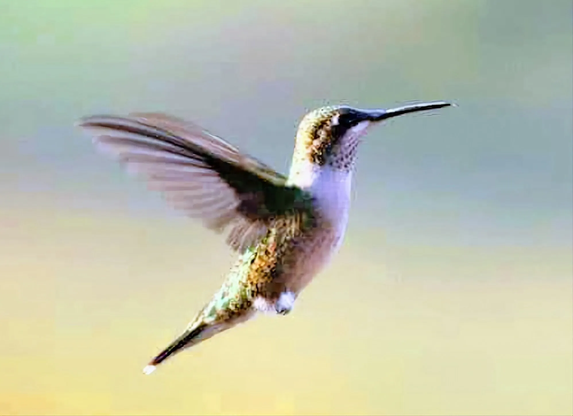Hummer