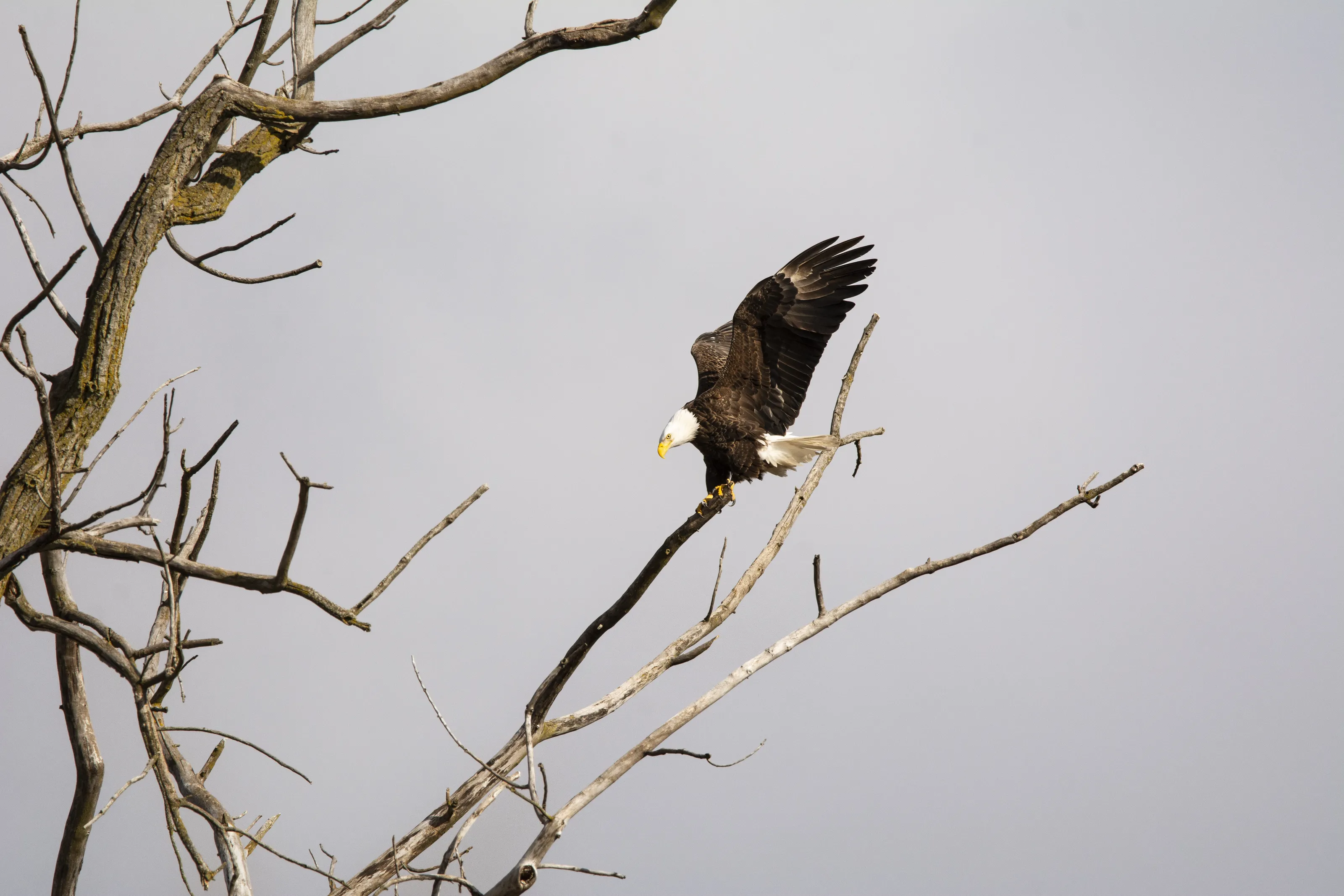 King Of The Sky