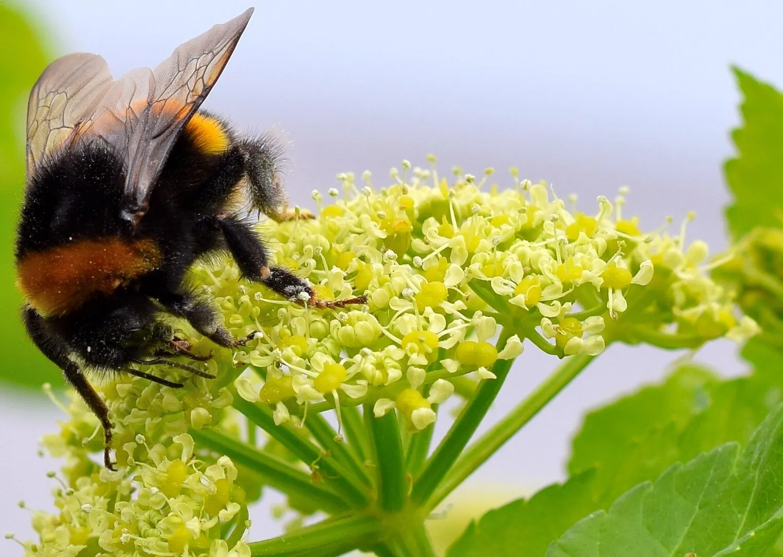 Busy Bee