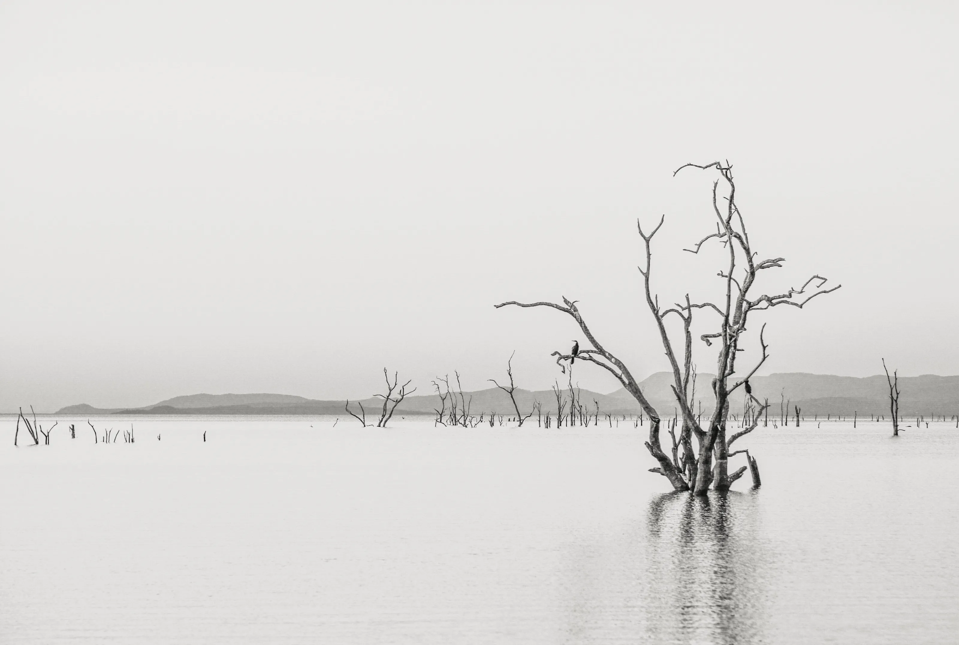 Dead trees, Kariba, Zimbabwe