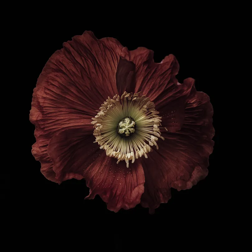 Poppy