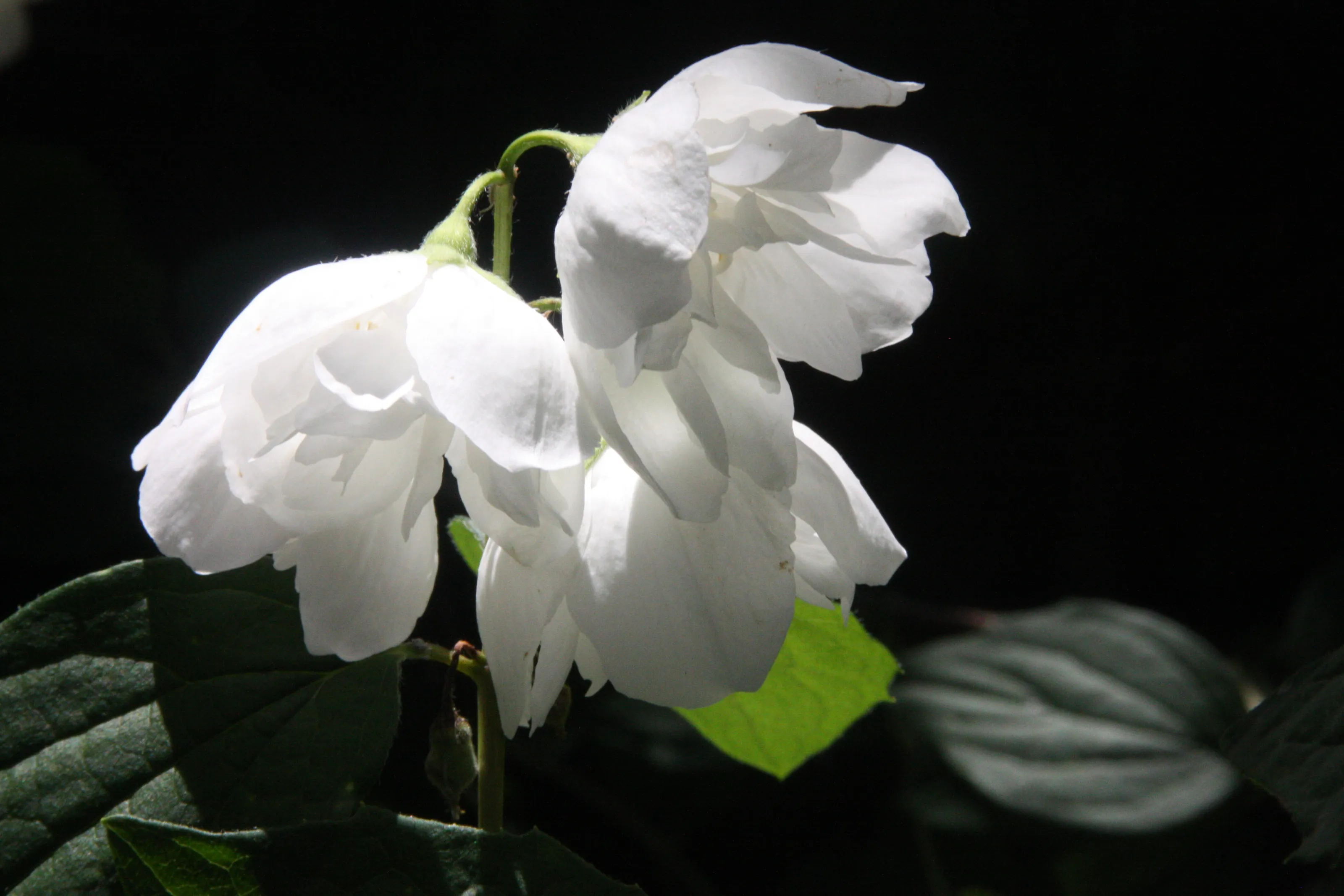 White flowers in bloom