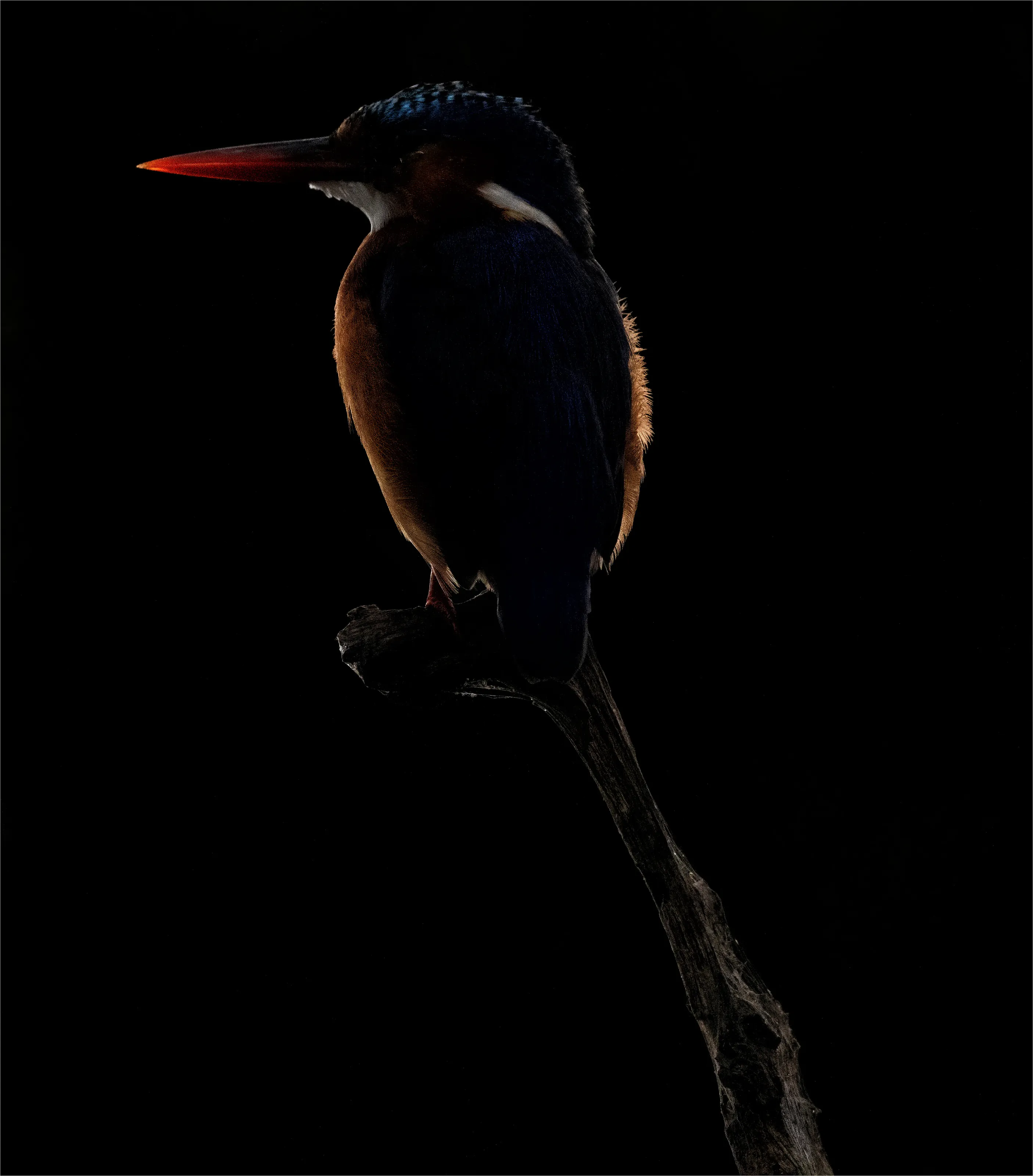 Rim Lit Malachite Kingfisher