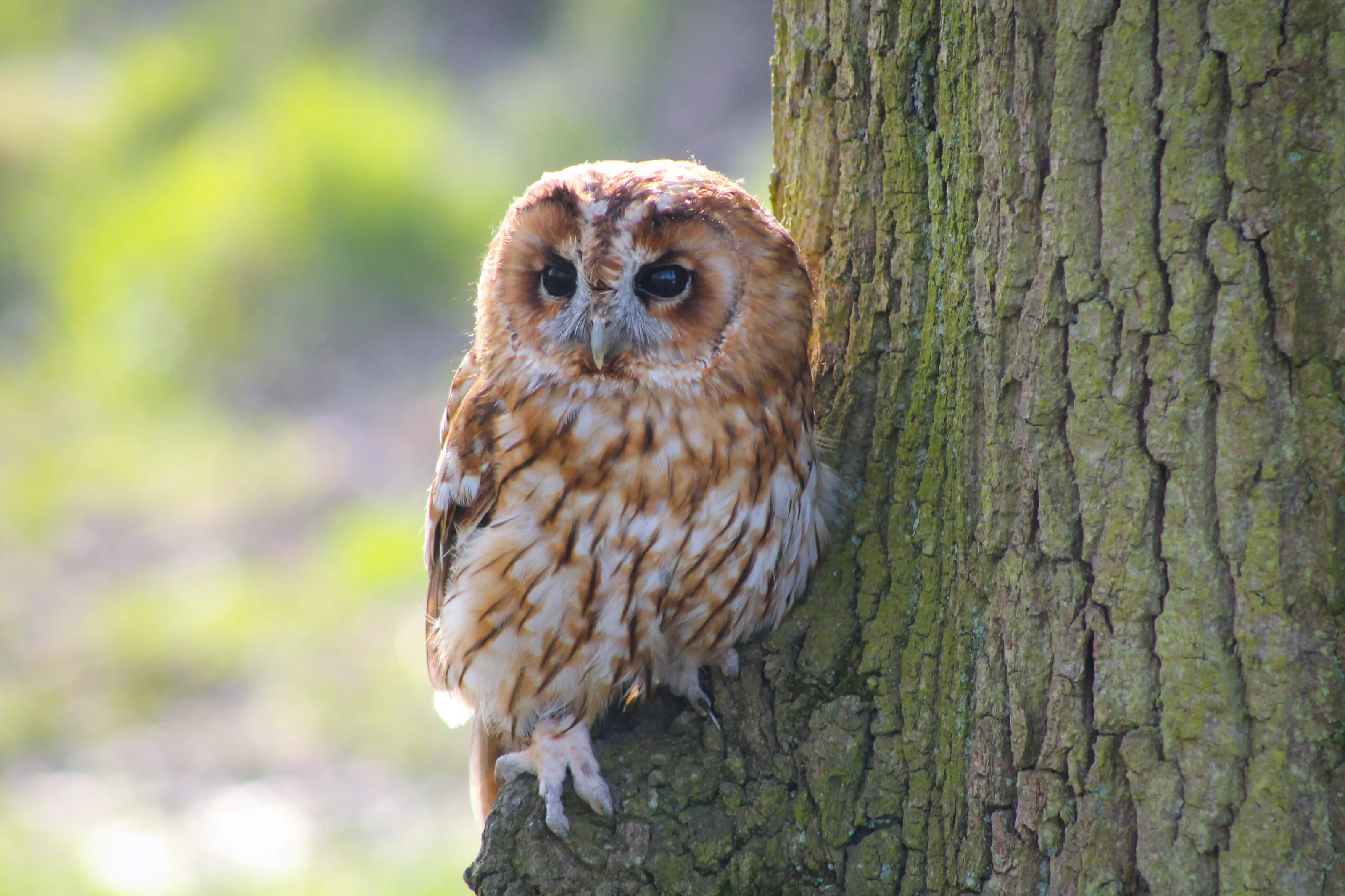 Tawny Owl