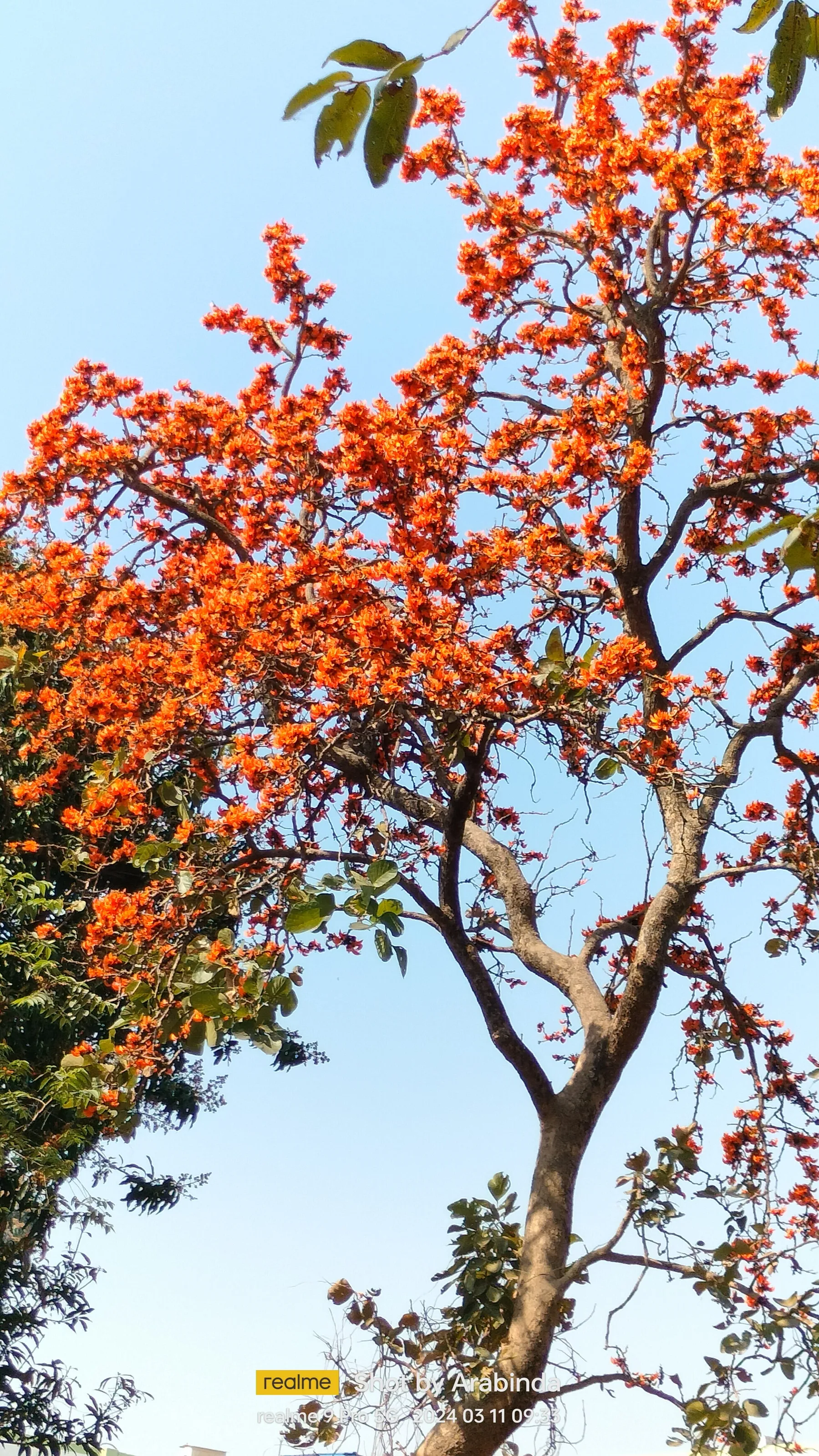 Nature Bloom