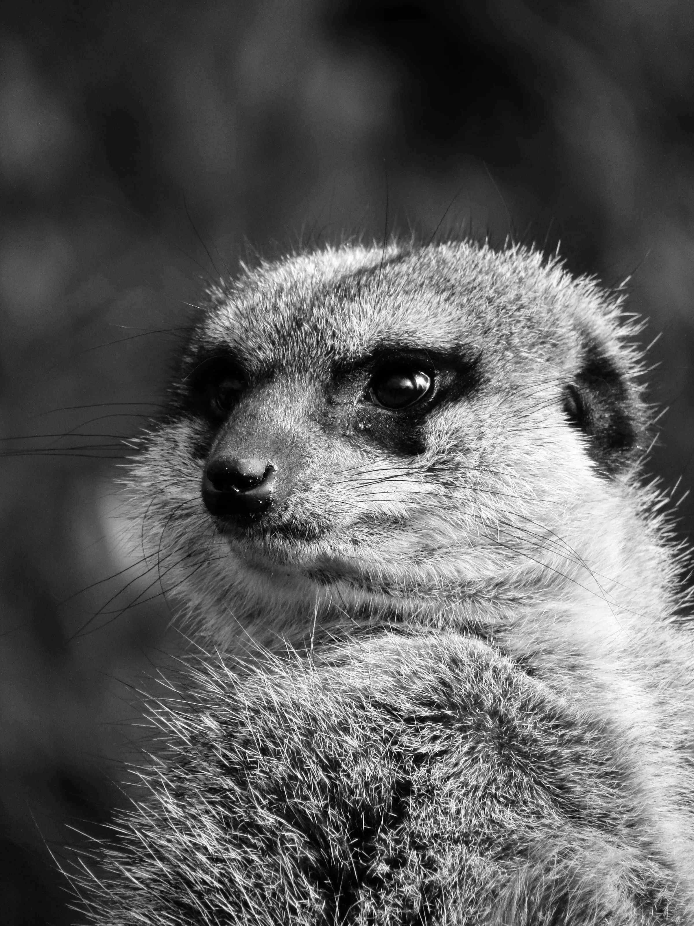 Meerkat on the Lookout