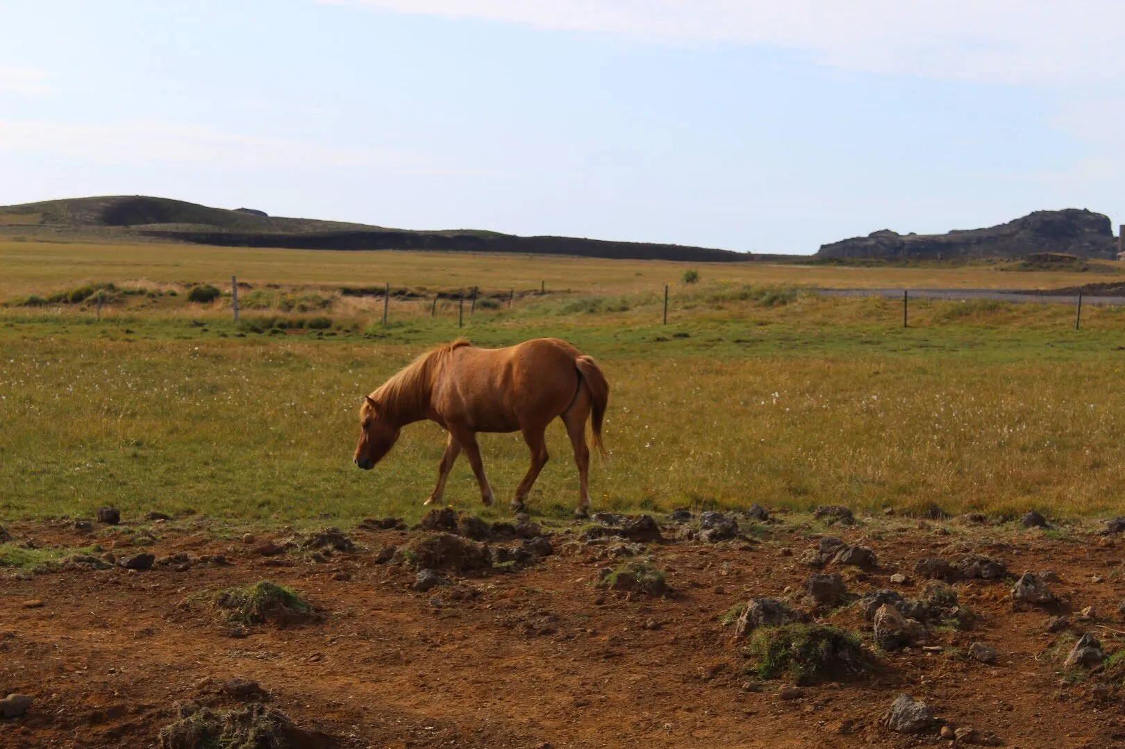 Grazing
