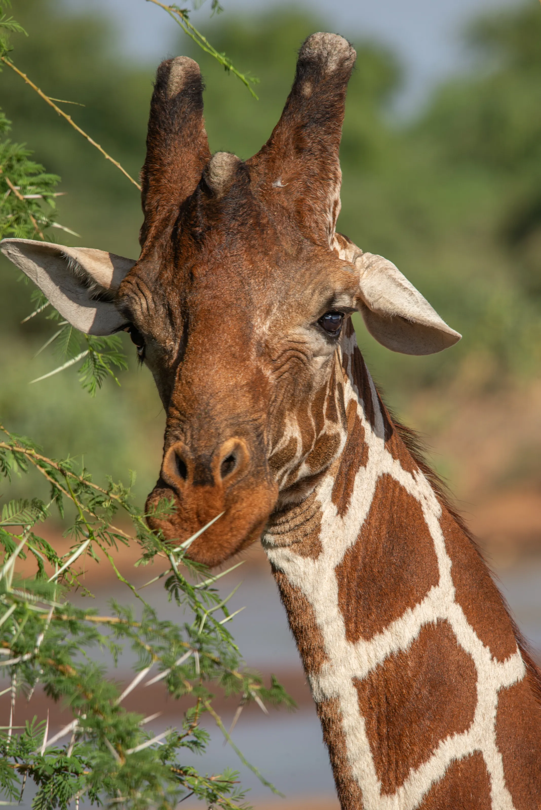 A Thorny Issue