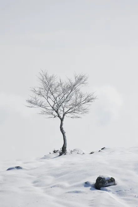 Lone tree
