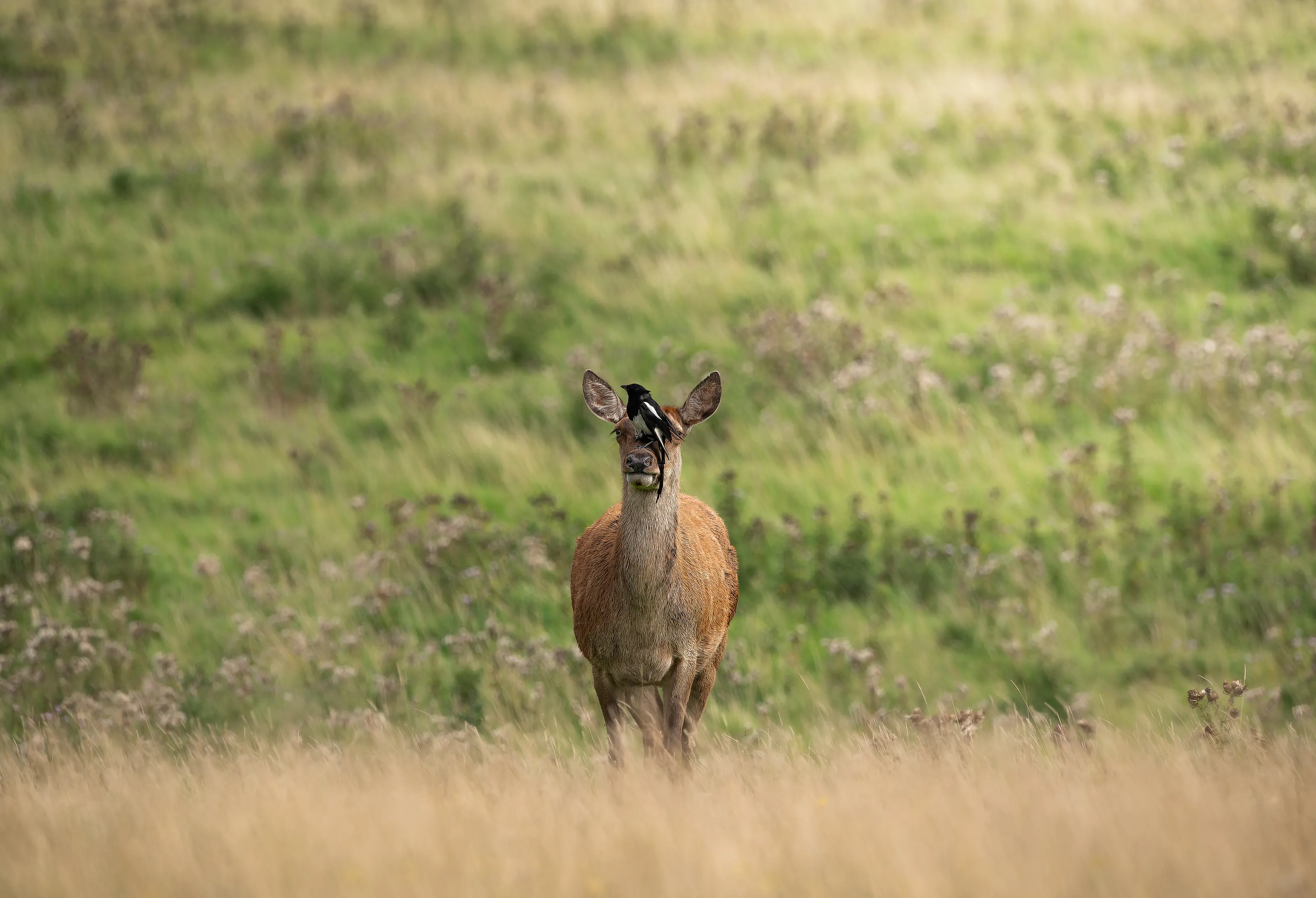Deer shot at Ashton Court