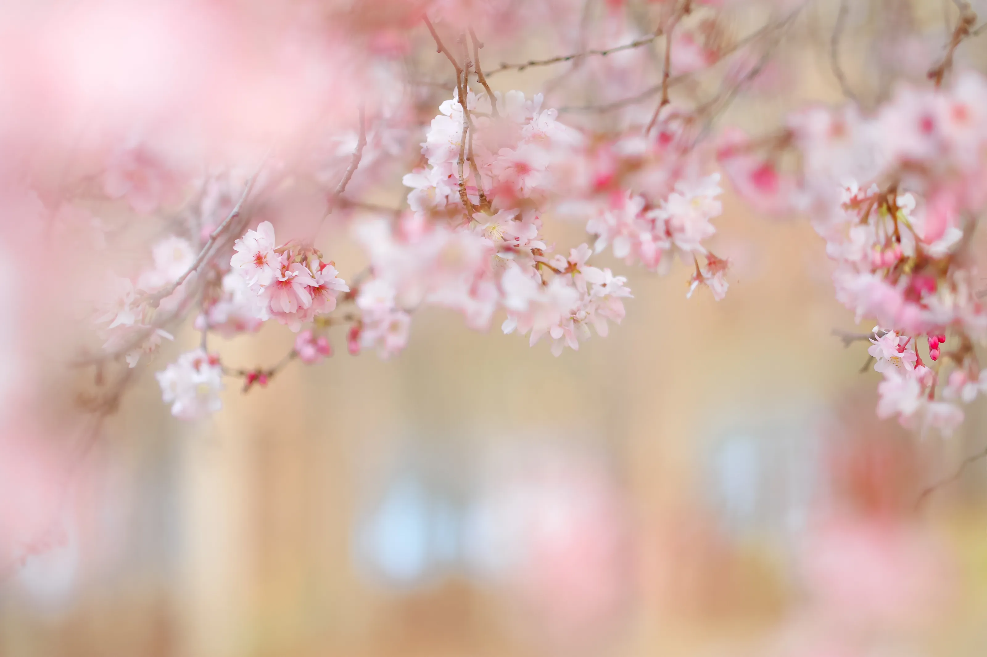 Spring Dream by the lake