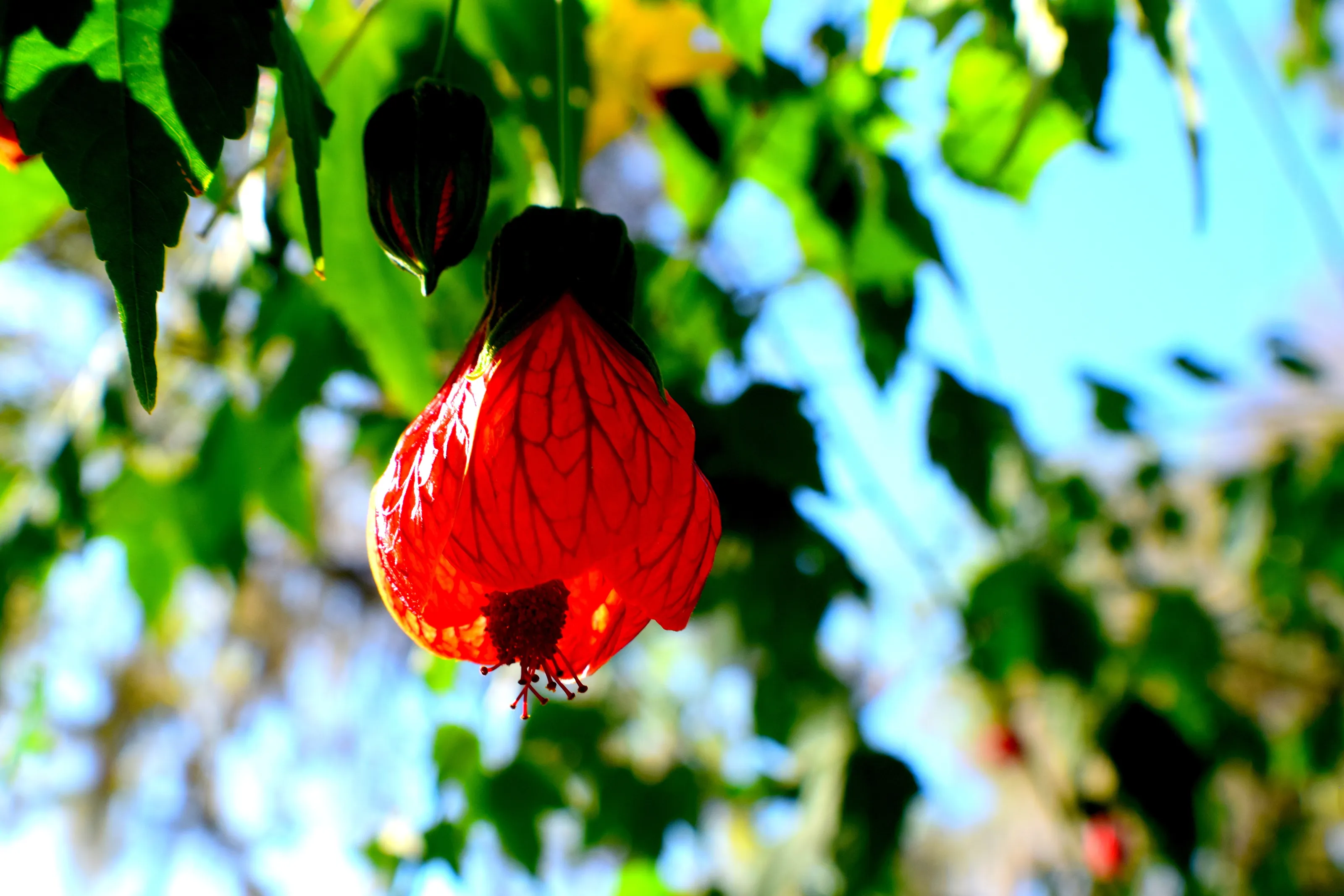 Flowering Maple