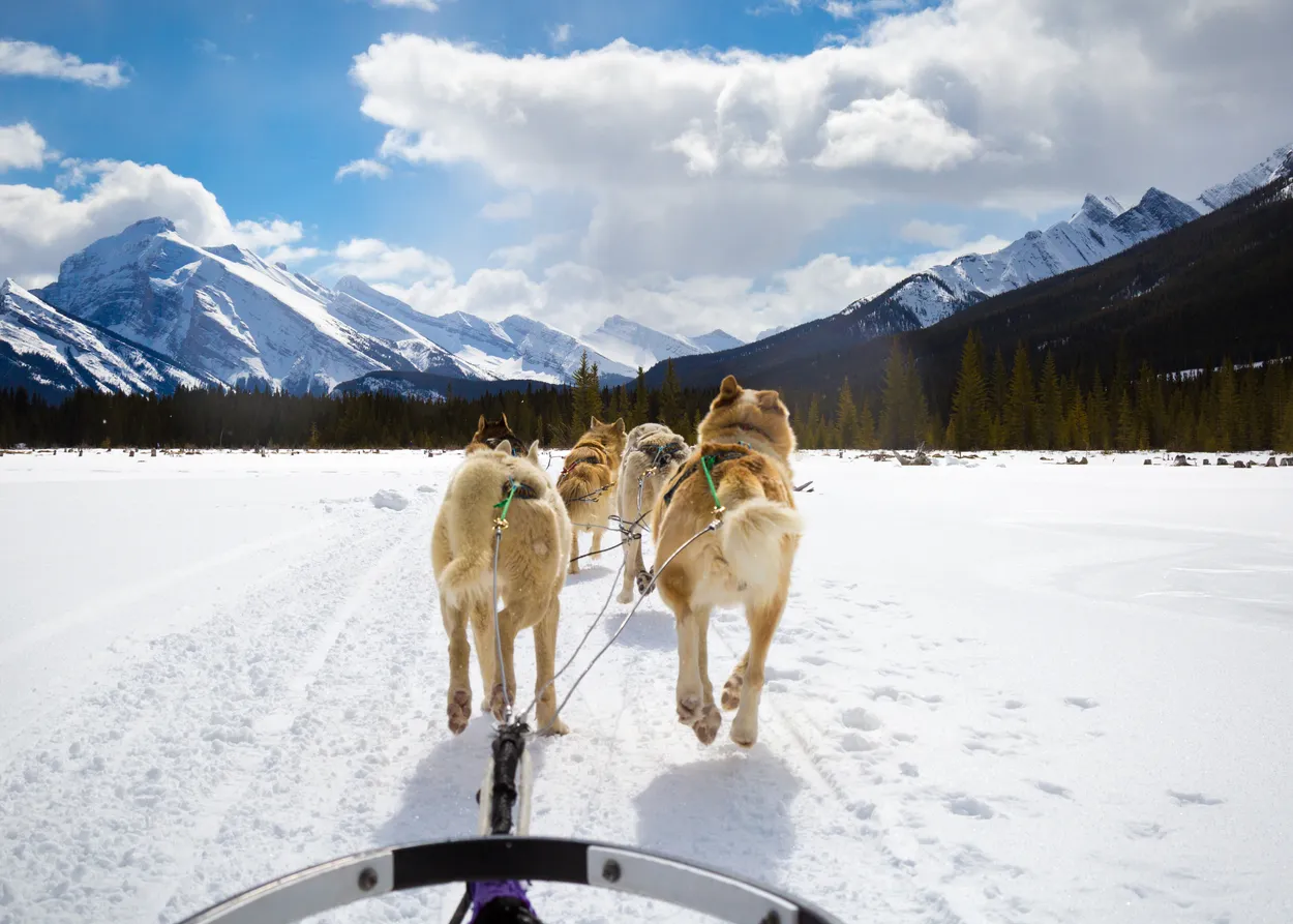 Huskies in action