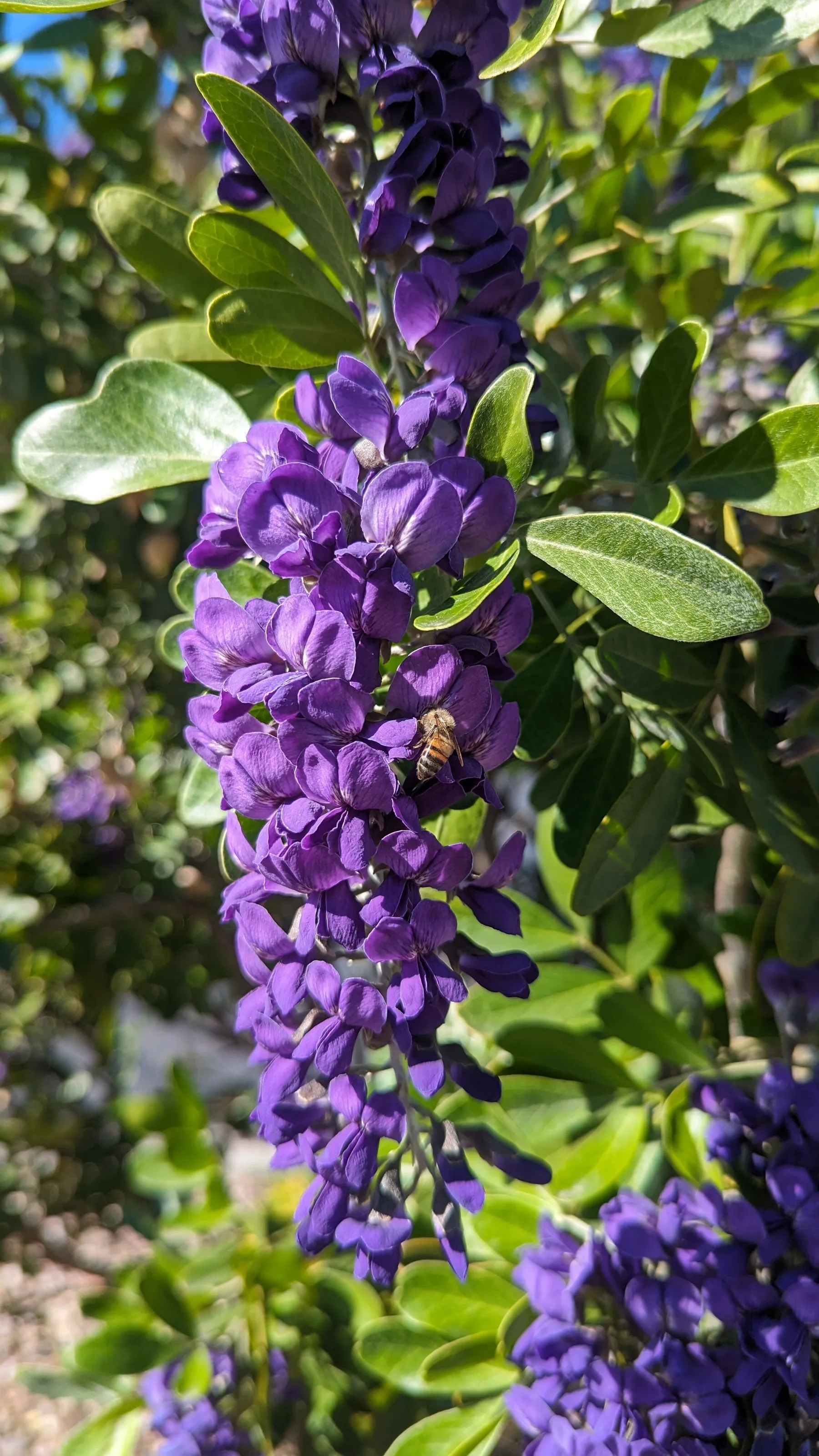Bee in Love