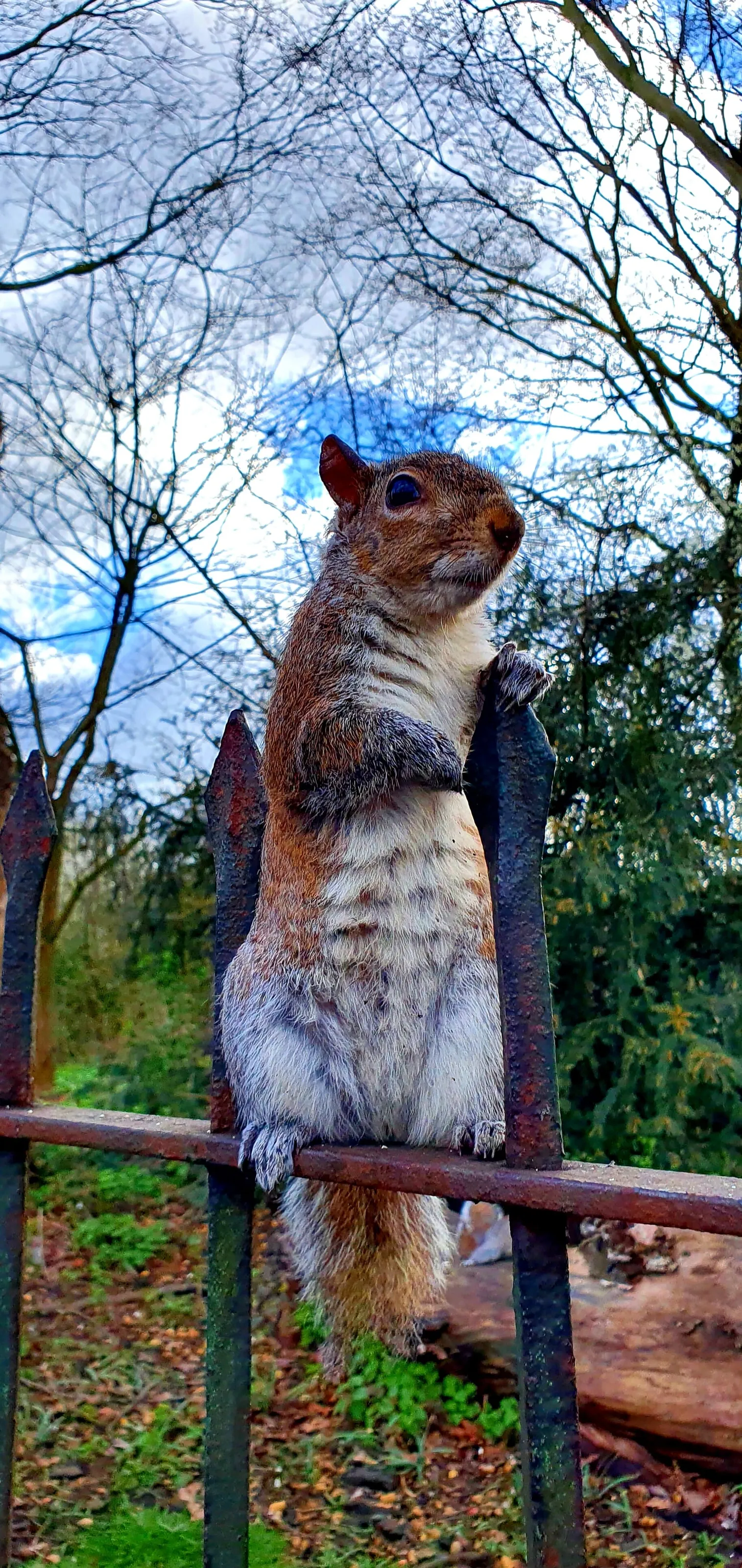 The observer