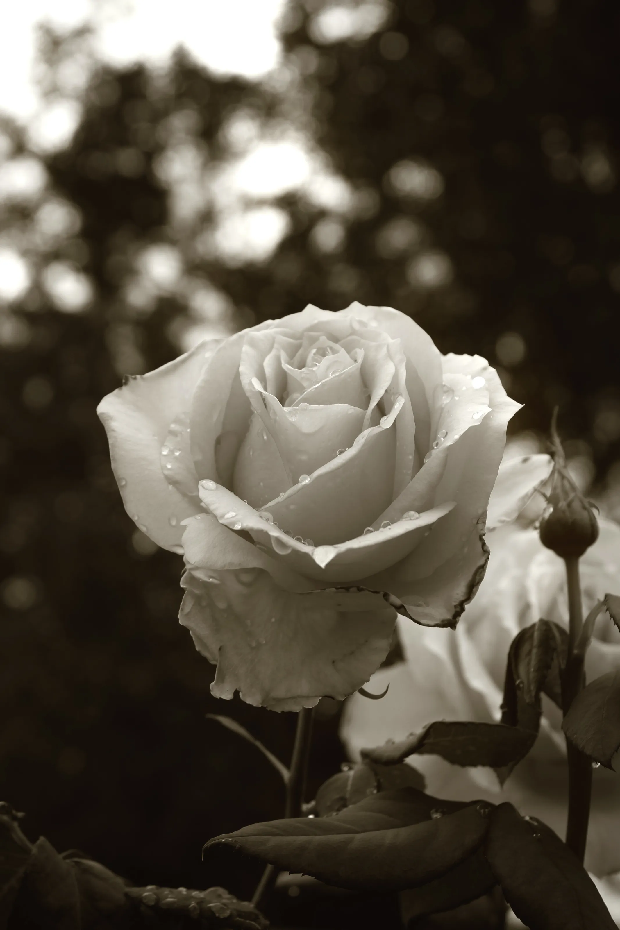 Raindrops on Roses