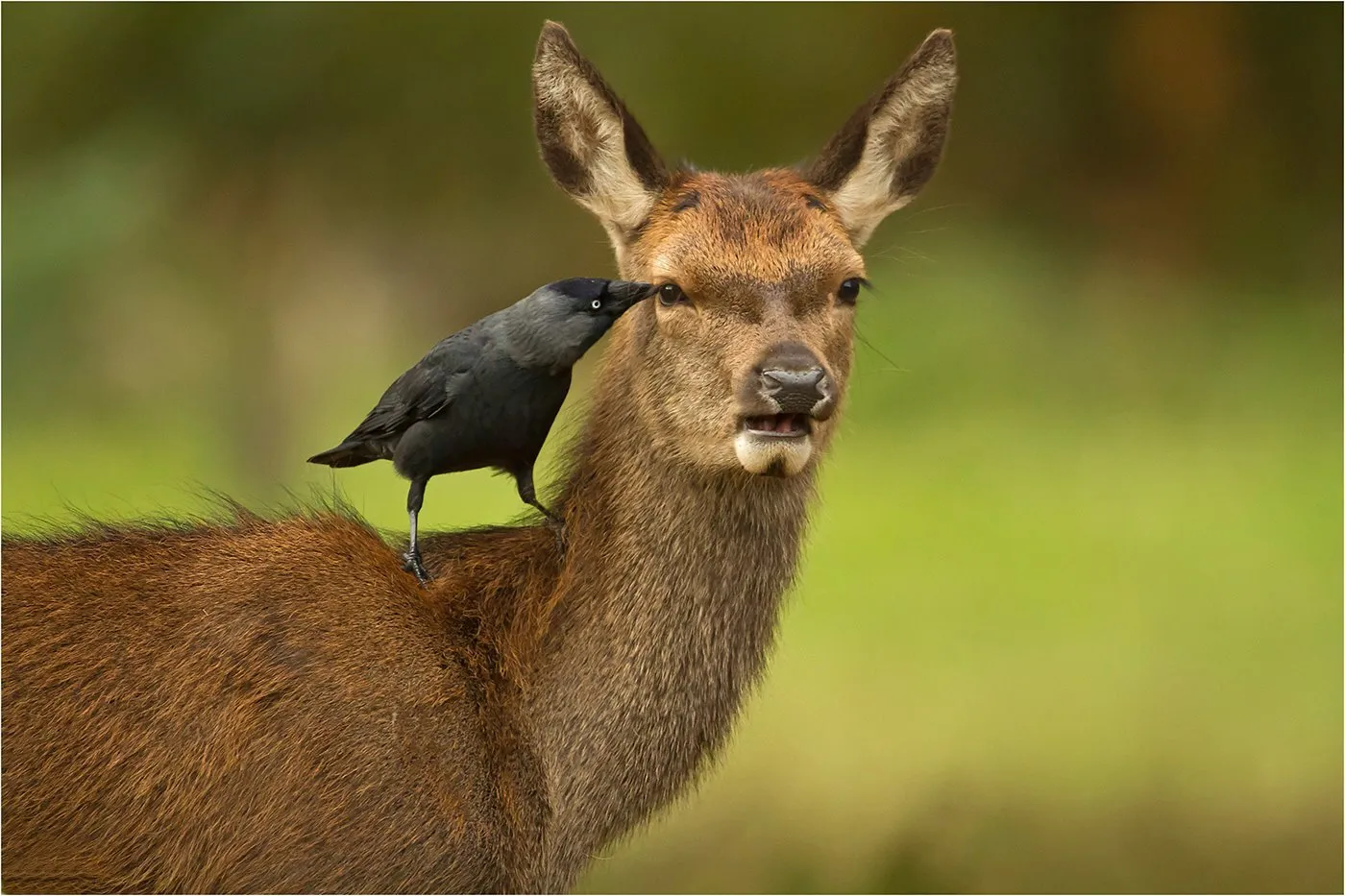 Hind & Jackdaw