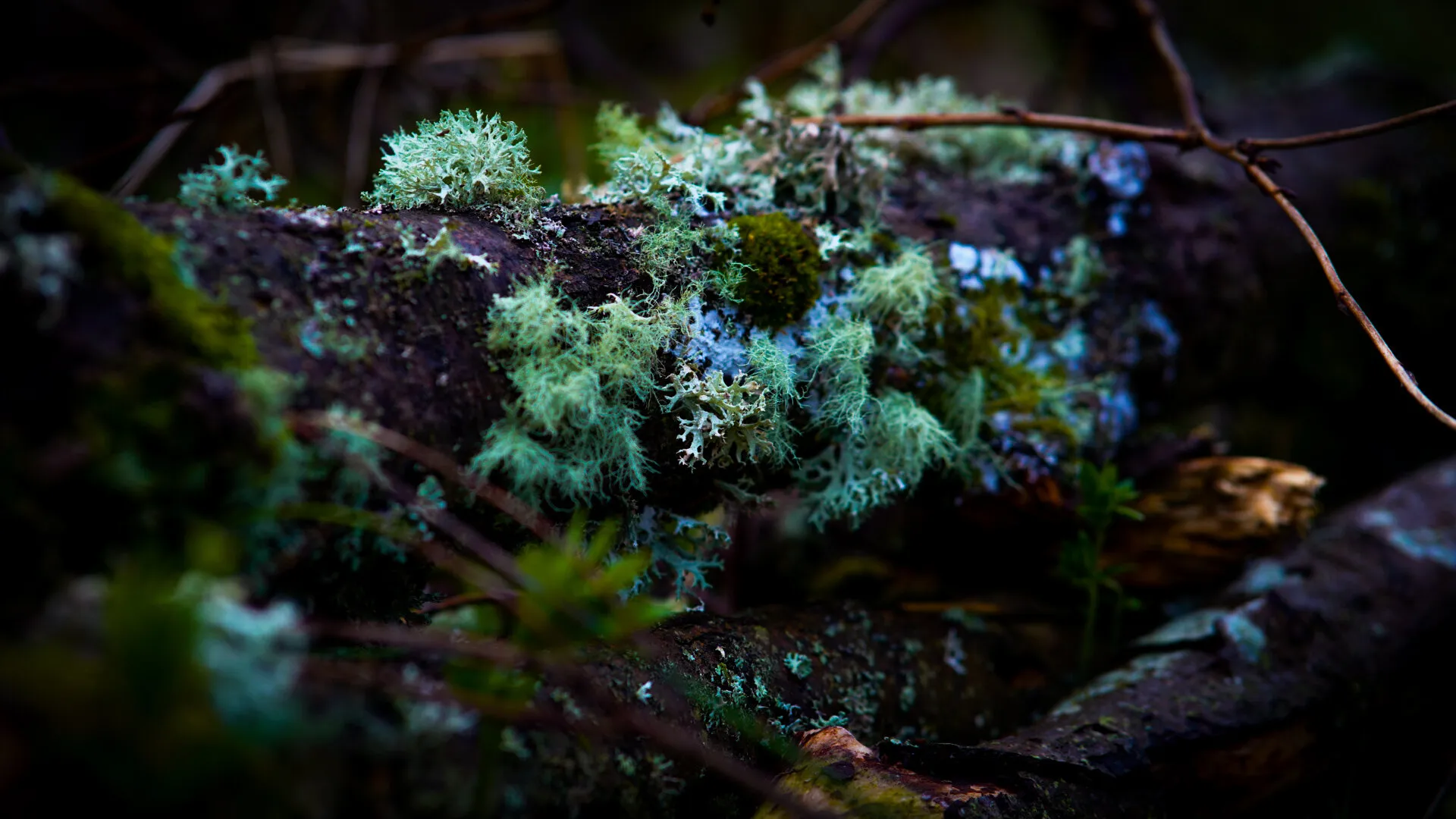 Moss and Lichen