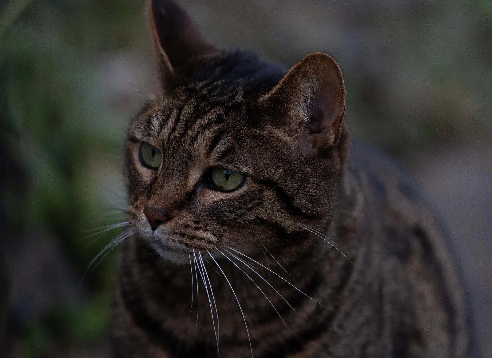 Pondering puss
