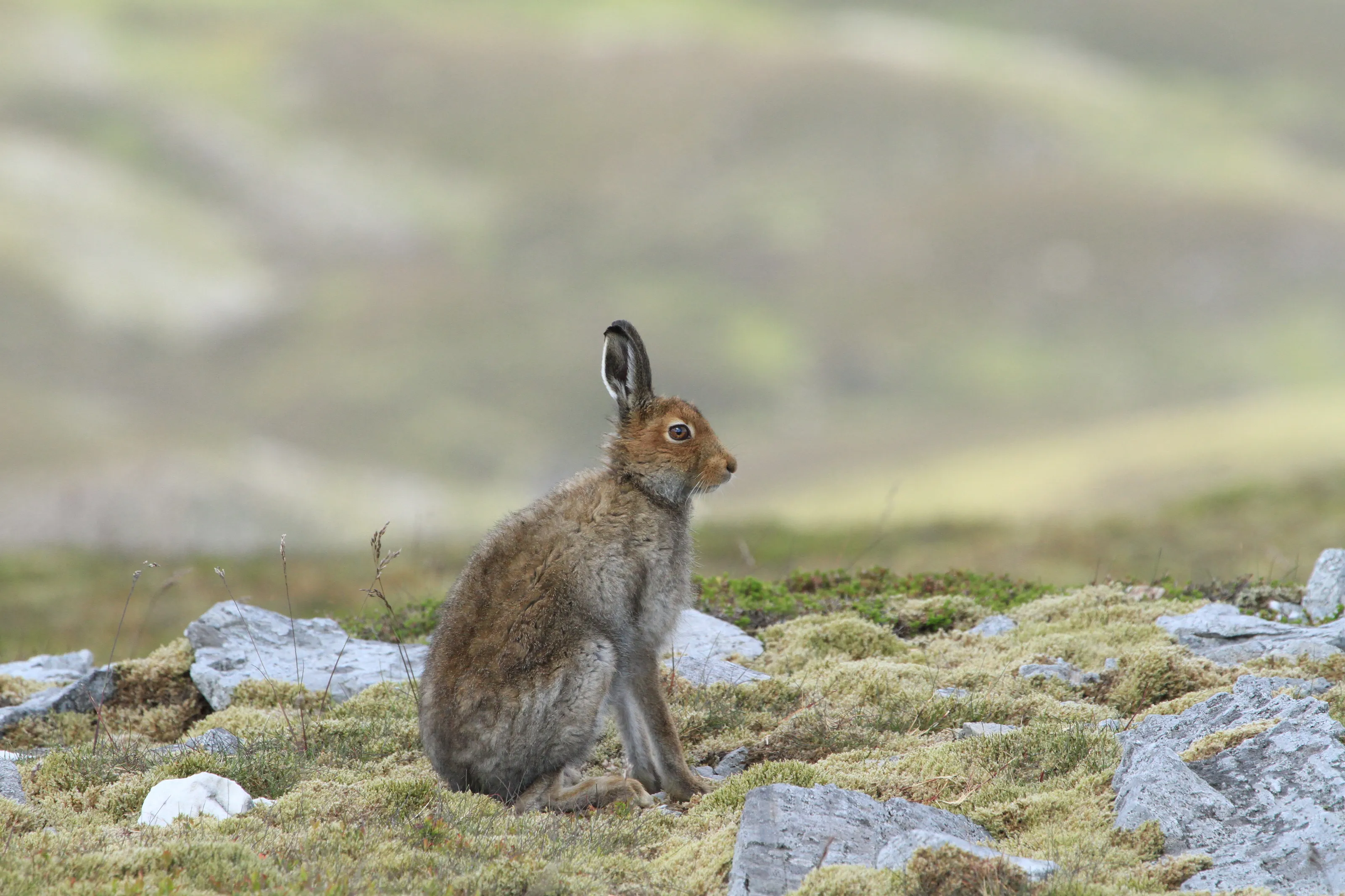 Mountain Hare
