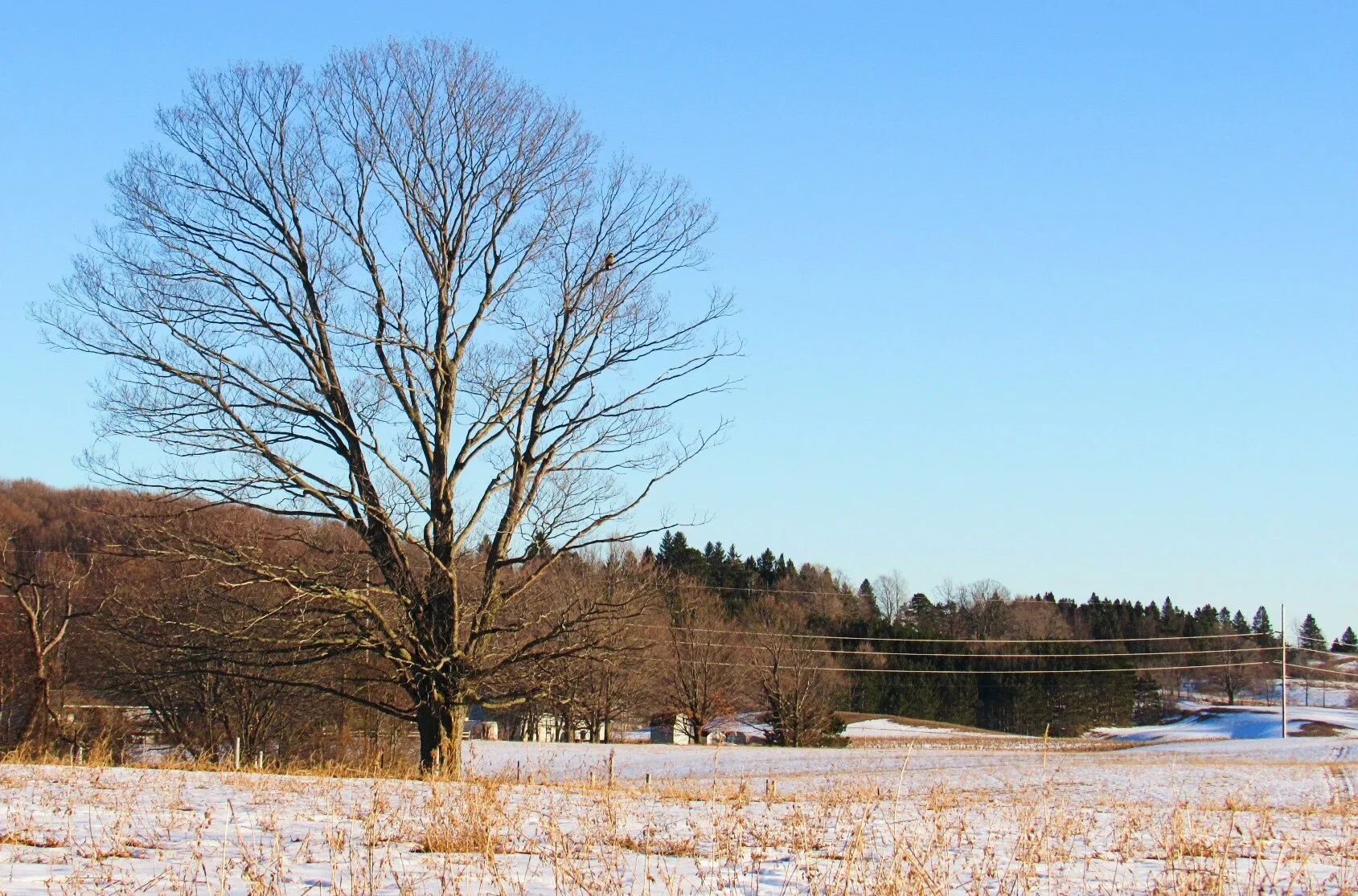 Tree On Herkner Road