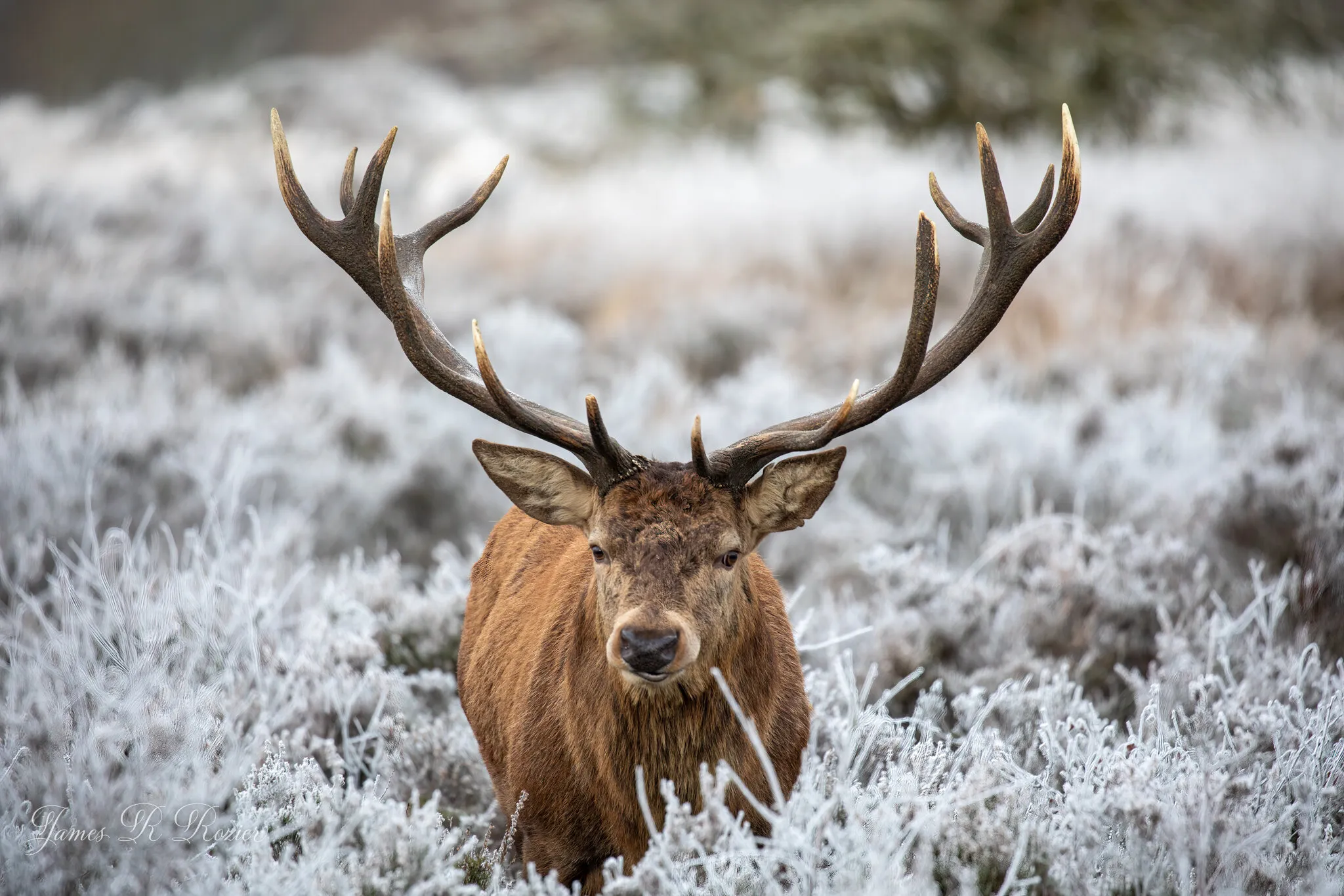 Winter Stag