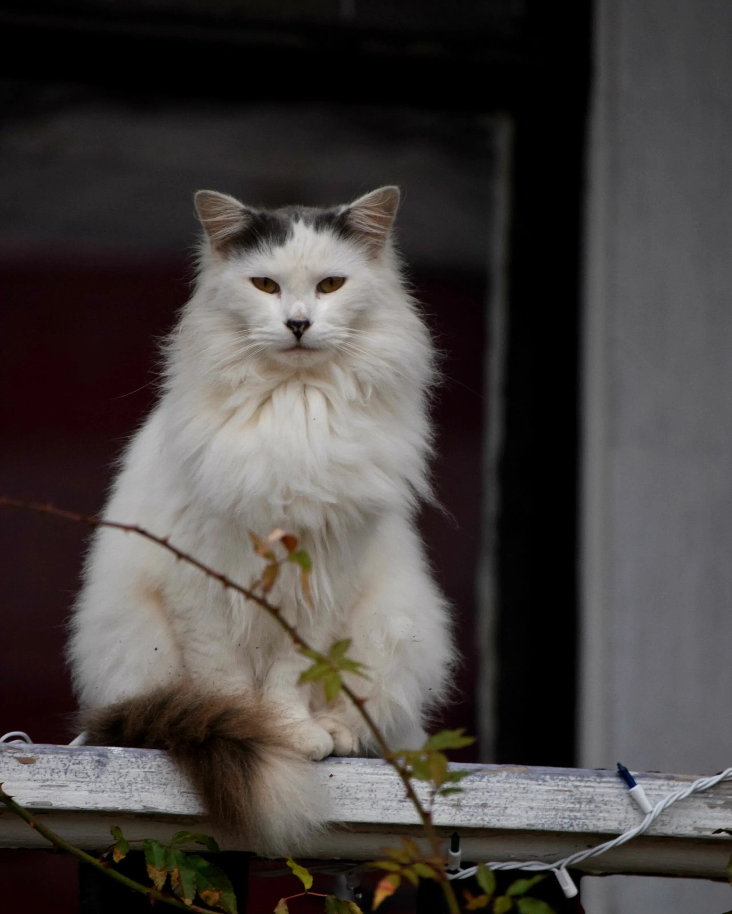 A Random Cat I Found
