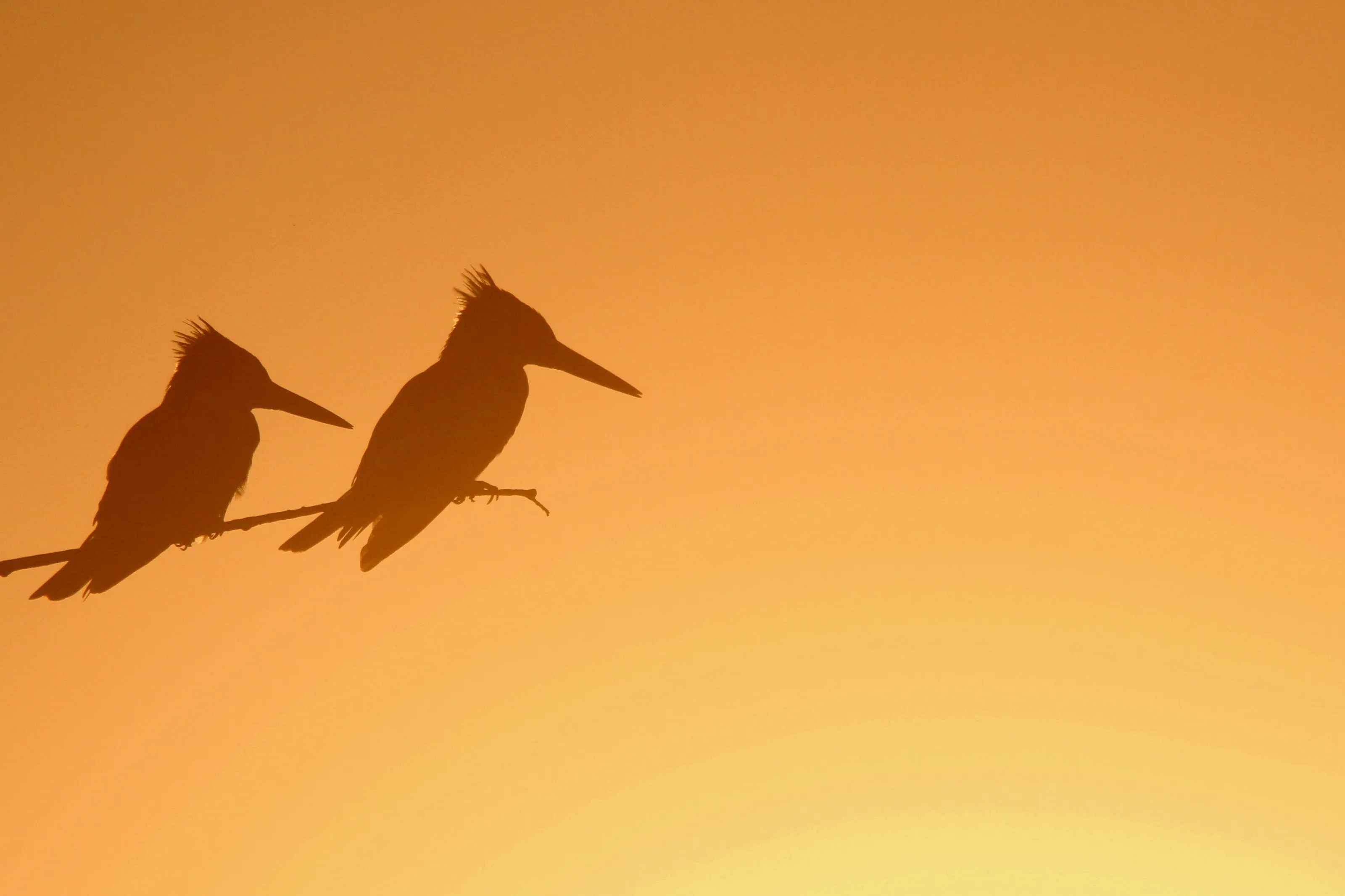 Pied Kingfishers at dawn