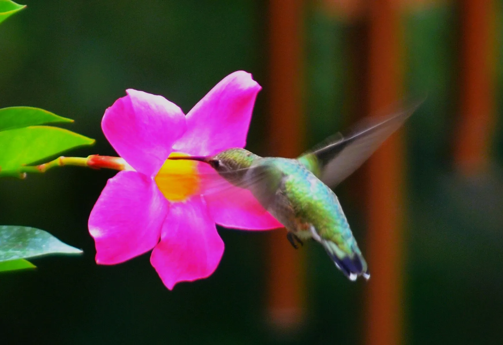 Hummingbirds Visiting Flowers